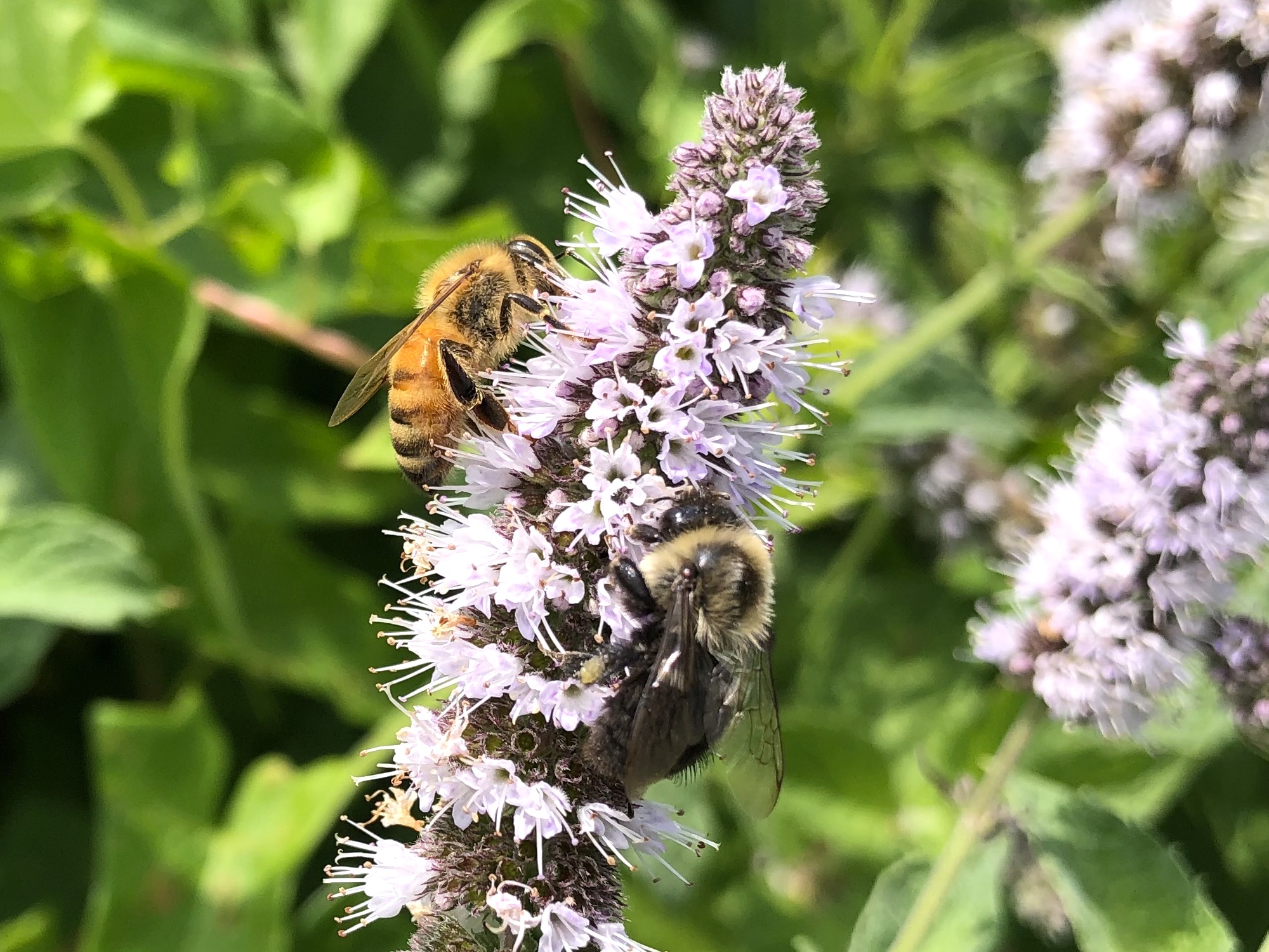 Bee on Spearmint on shore of Lake Wingra on August 22, 2020.