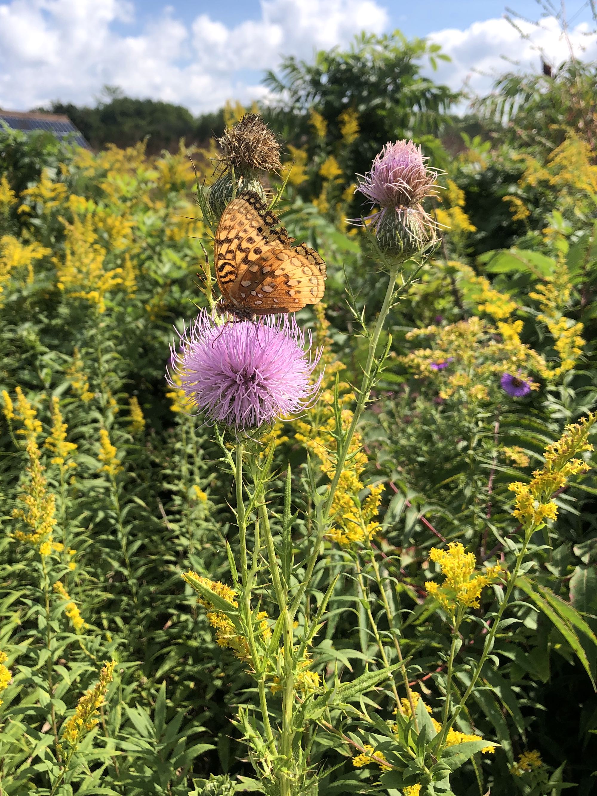 Aphrodite Fritillary butterfly on Field Thistle in UW Arboretum Curtis Prairie in Madison, Wisconsin on September 7, 2022.