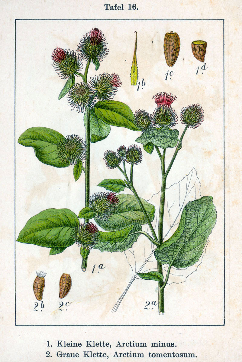Common Burdock botanical illustration circa 1796.