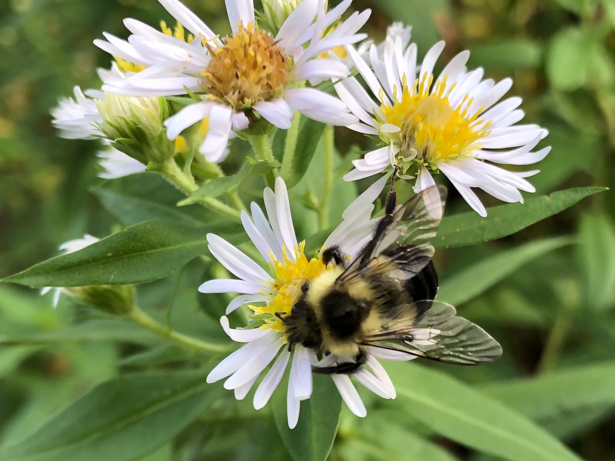 Bumblebee on Aster on September 20, 2018.