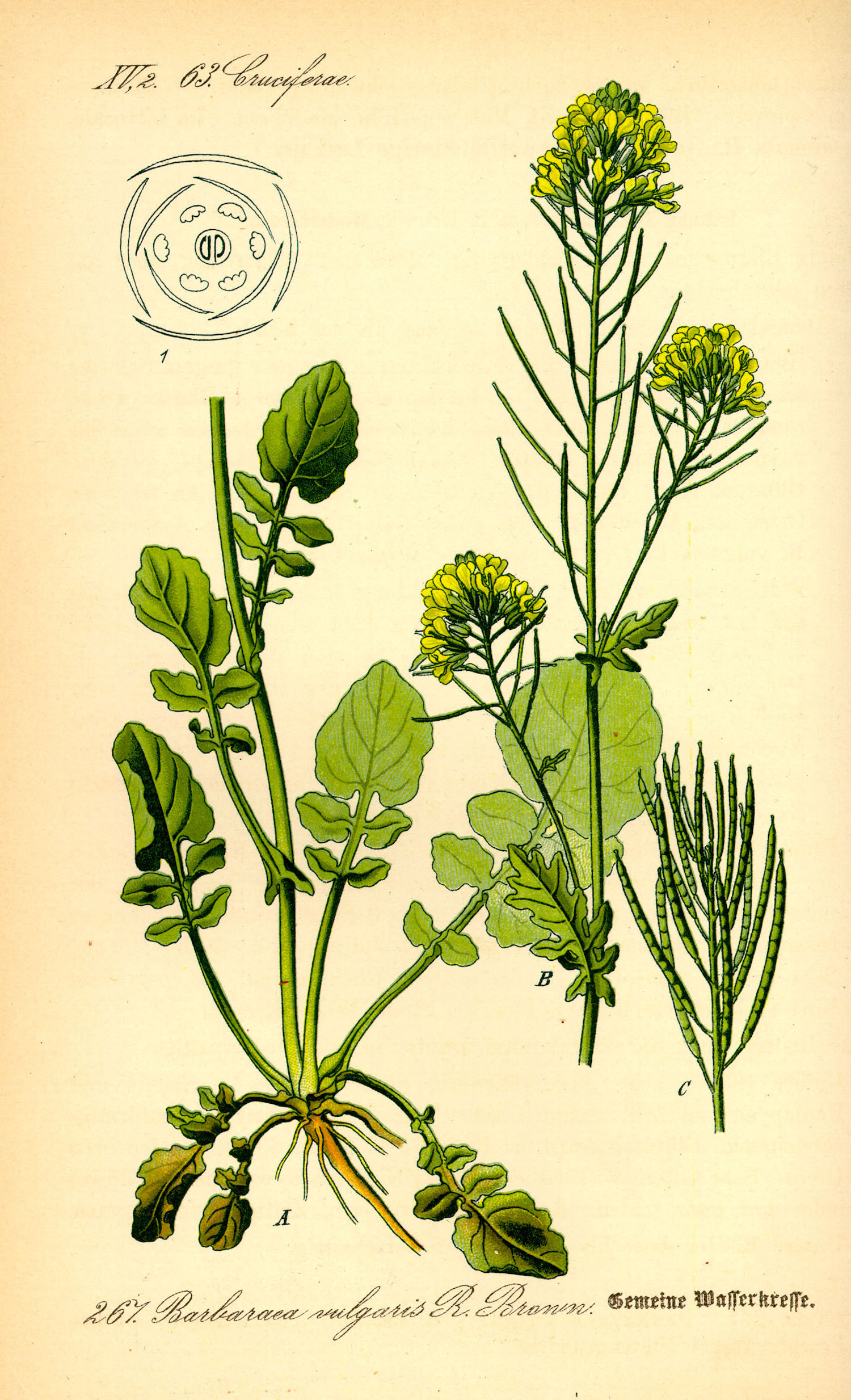 Barbaraea vulgaris botanical illustration by Dr. Otto Wilhelm Thomé circa 1885.