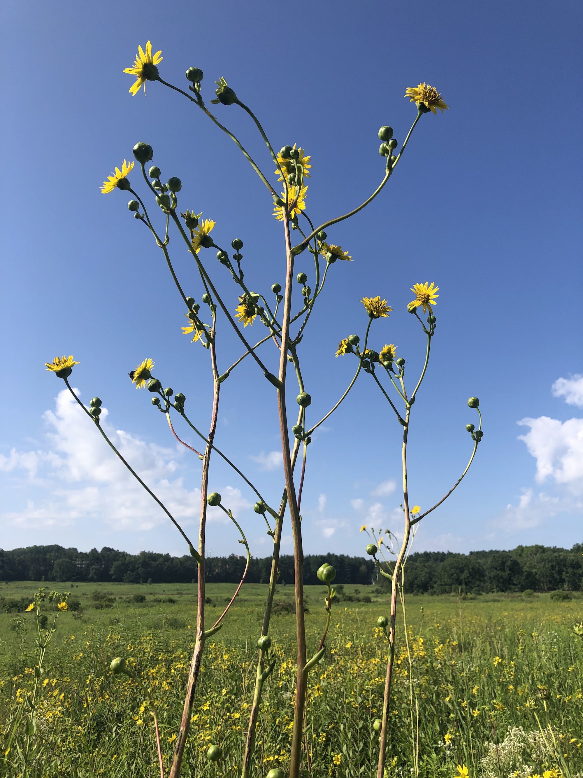 Basal-leaved Rosinweed in the UW-Madison Arborteum in Madison, Wisconsin on August 2, 2021.
