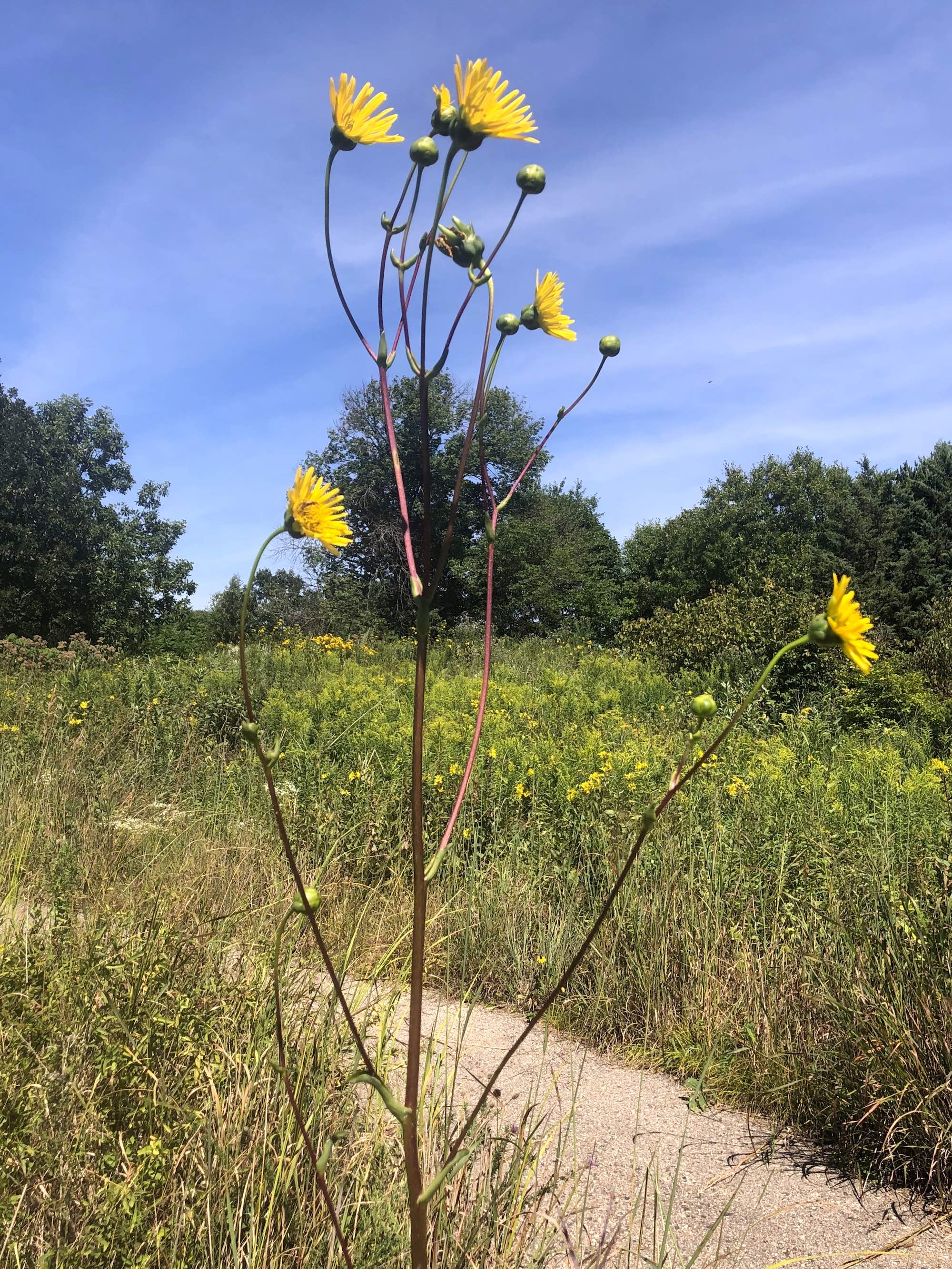 Basal-leaved  Rosinweed in the UW-Madison Arborteum in Madison, Wisconsin on August 20, 2020.