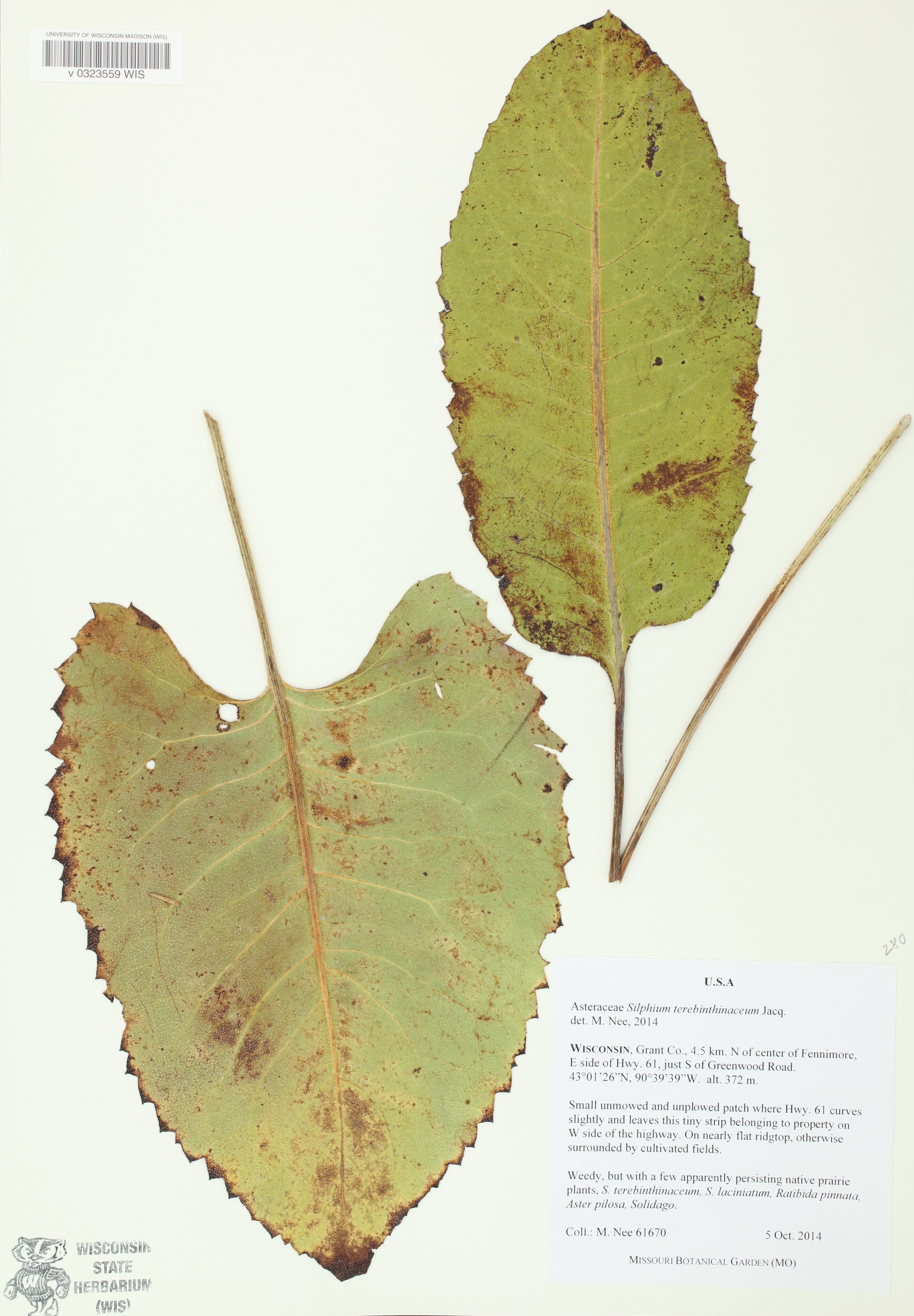 Basal-leaved Rosinweed specimen collected in Grant County on October 5, 2014.