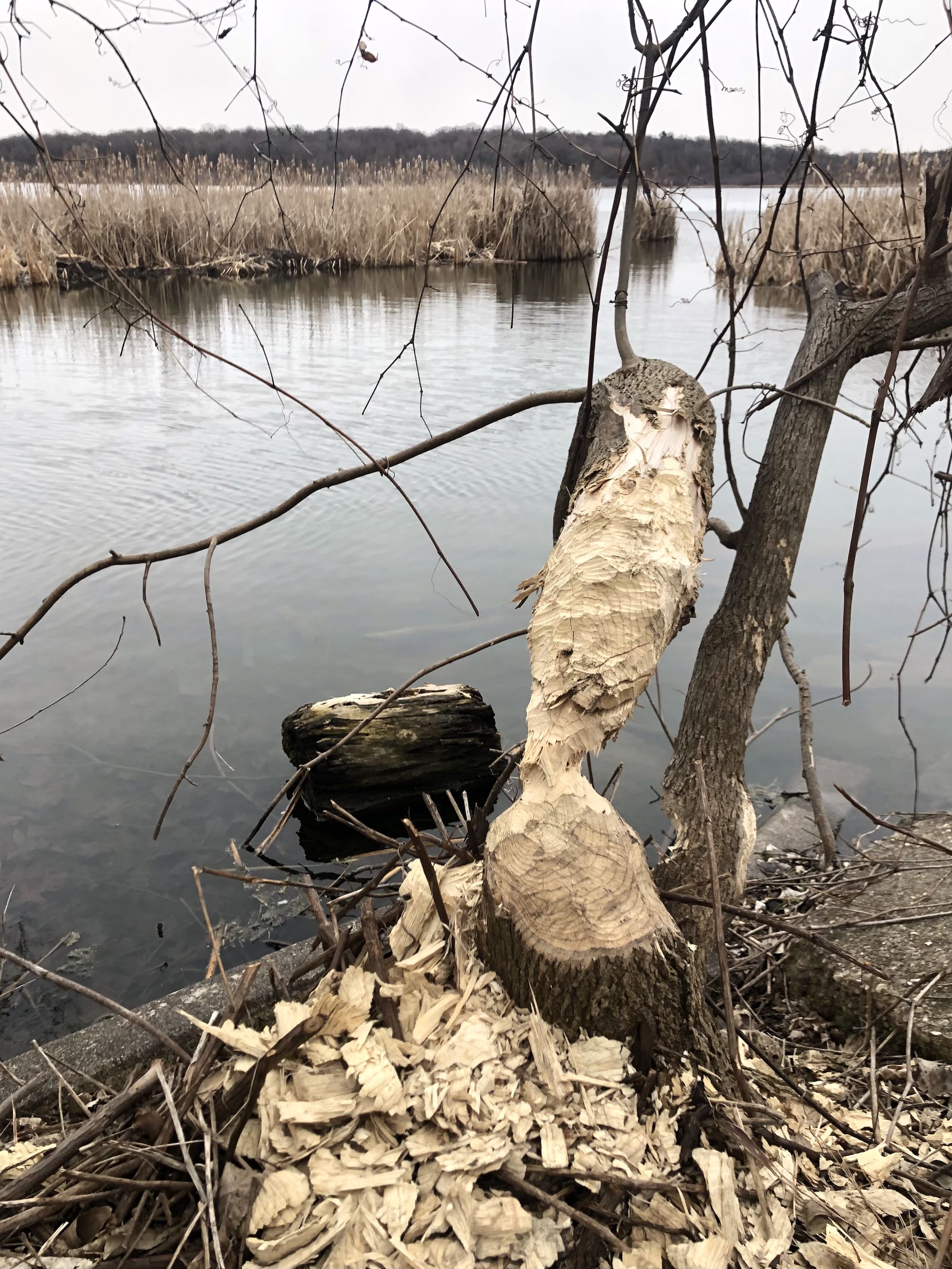 A beaver calling card by cattails on Lake Wingra on March 9, 2023.