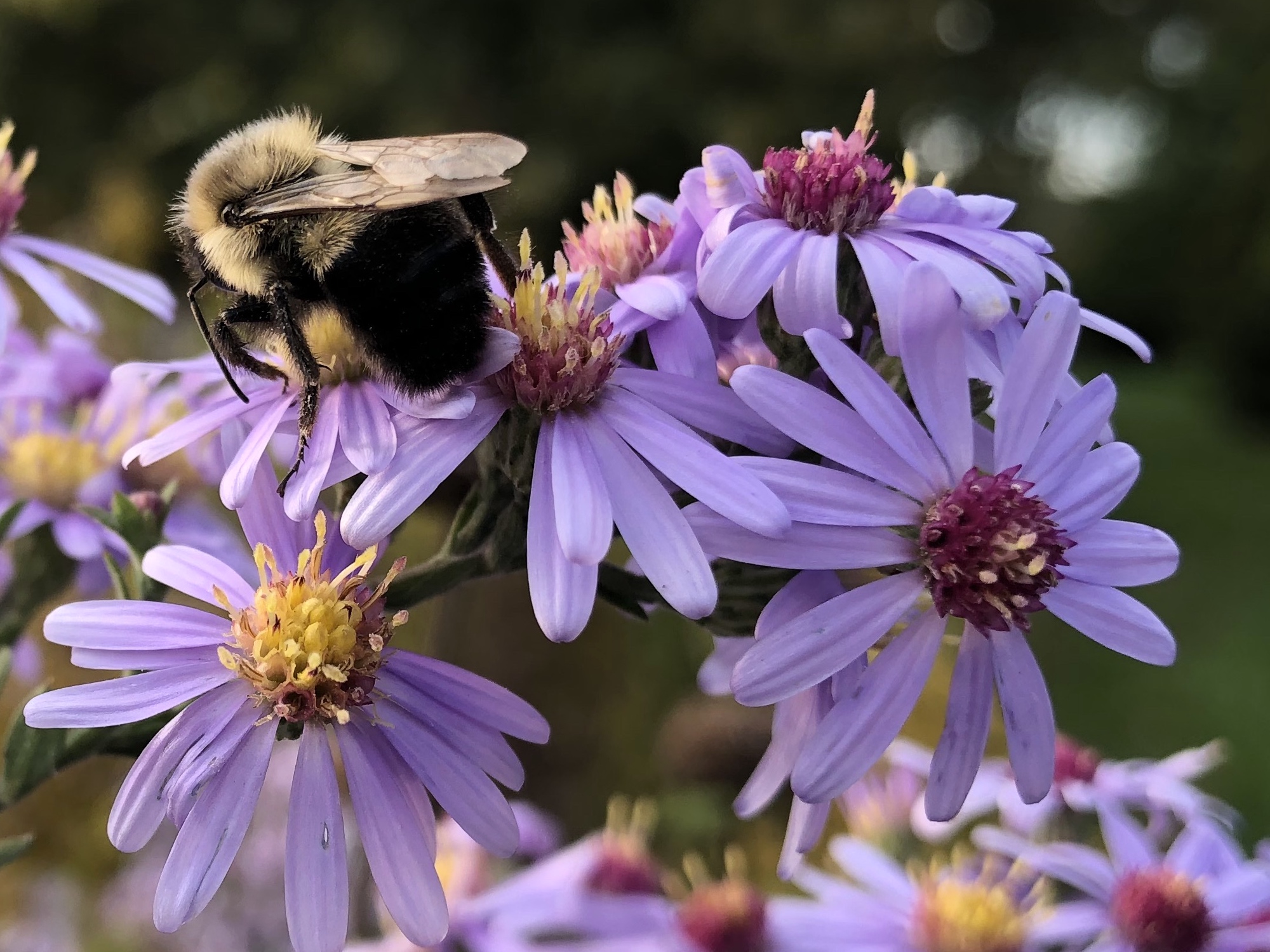 Bumblebee on aster on bank of retaining pond on October 6, 2020.
