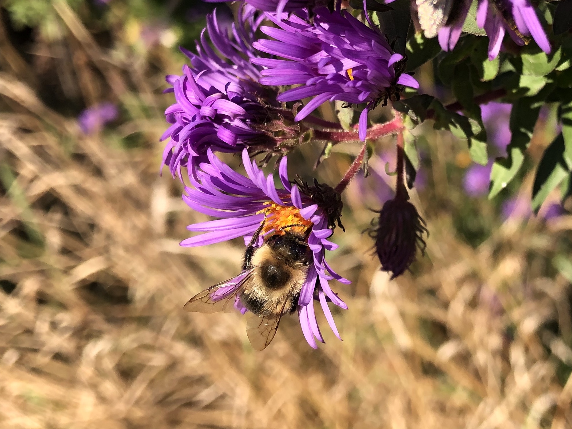 Bumblebee on aster on October 5, 2020.