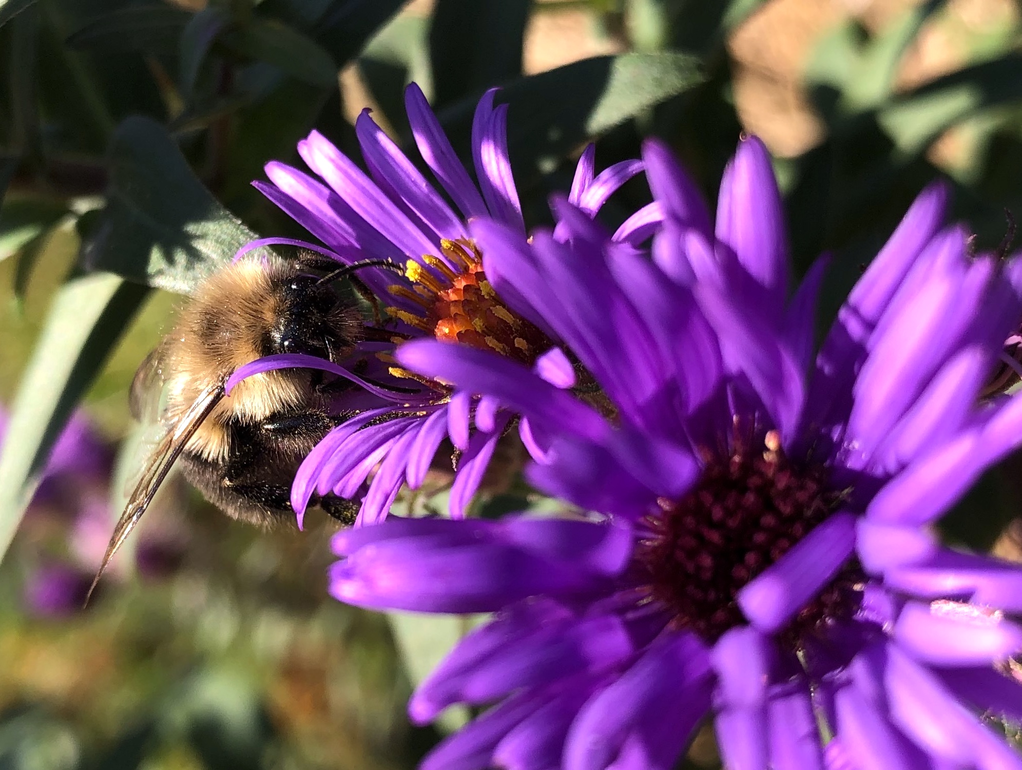 Bumblebee on aster on October 5, 2020.