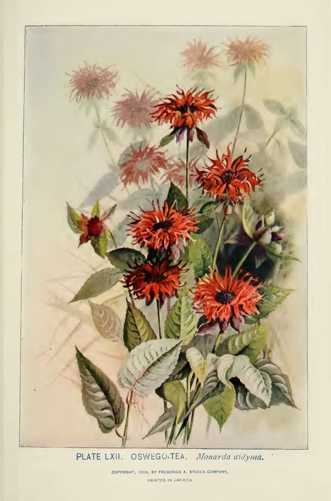 Beebalm  (Monarda didyma) botanical illustrationby Alice Lounsberry circa 1899.