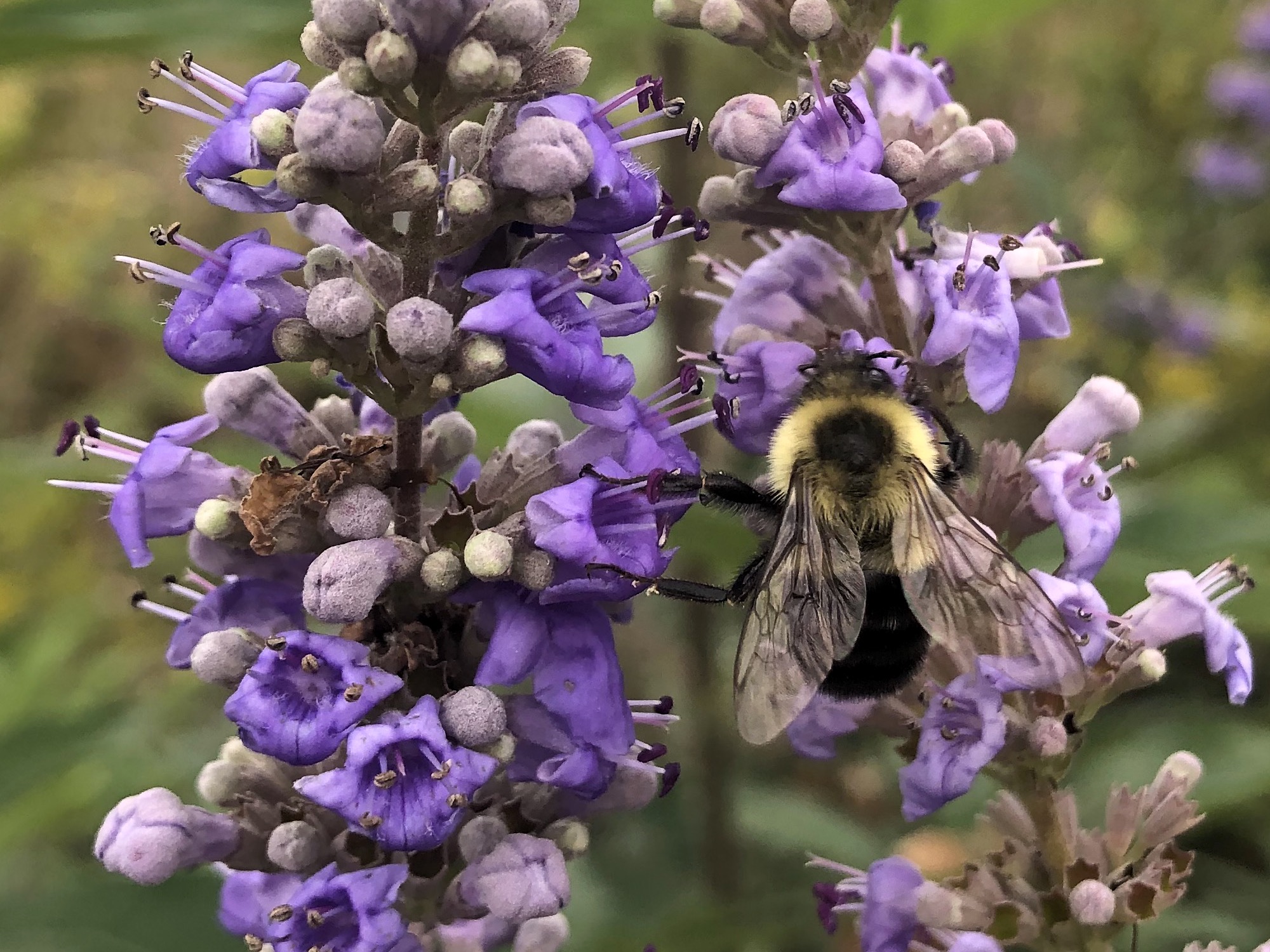 Bumblebee on Chastetree on September 24, 2020.