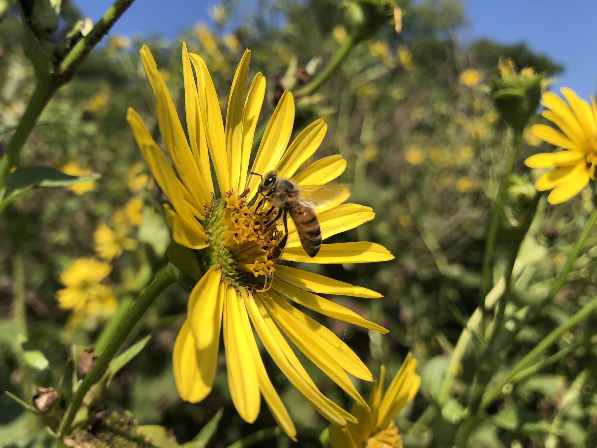 Bee on Cup Plant on August 14, 2020.
