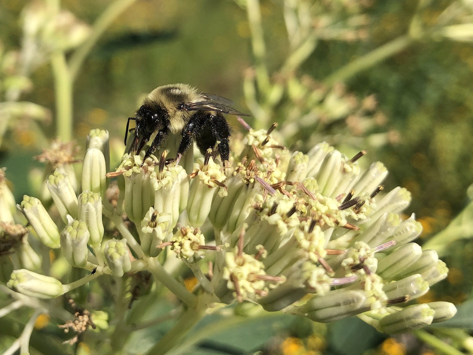 Bumblebee on Indian Plantain on August 14, 2020.