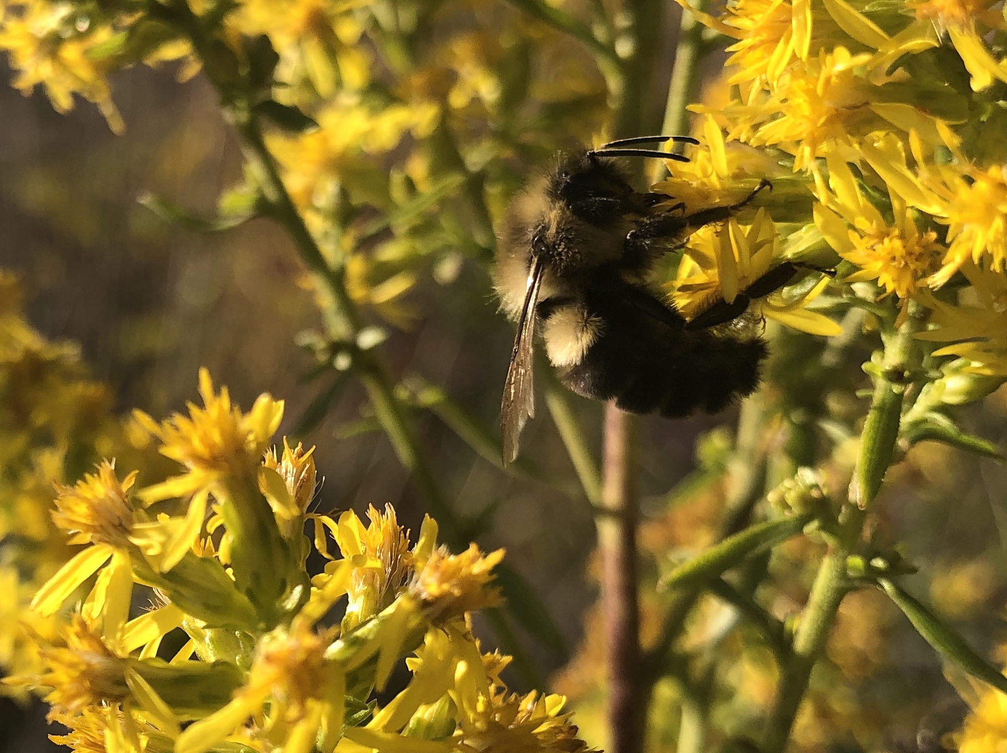 Bumblebee on Showy Goldenrod on October 13, 2020.