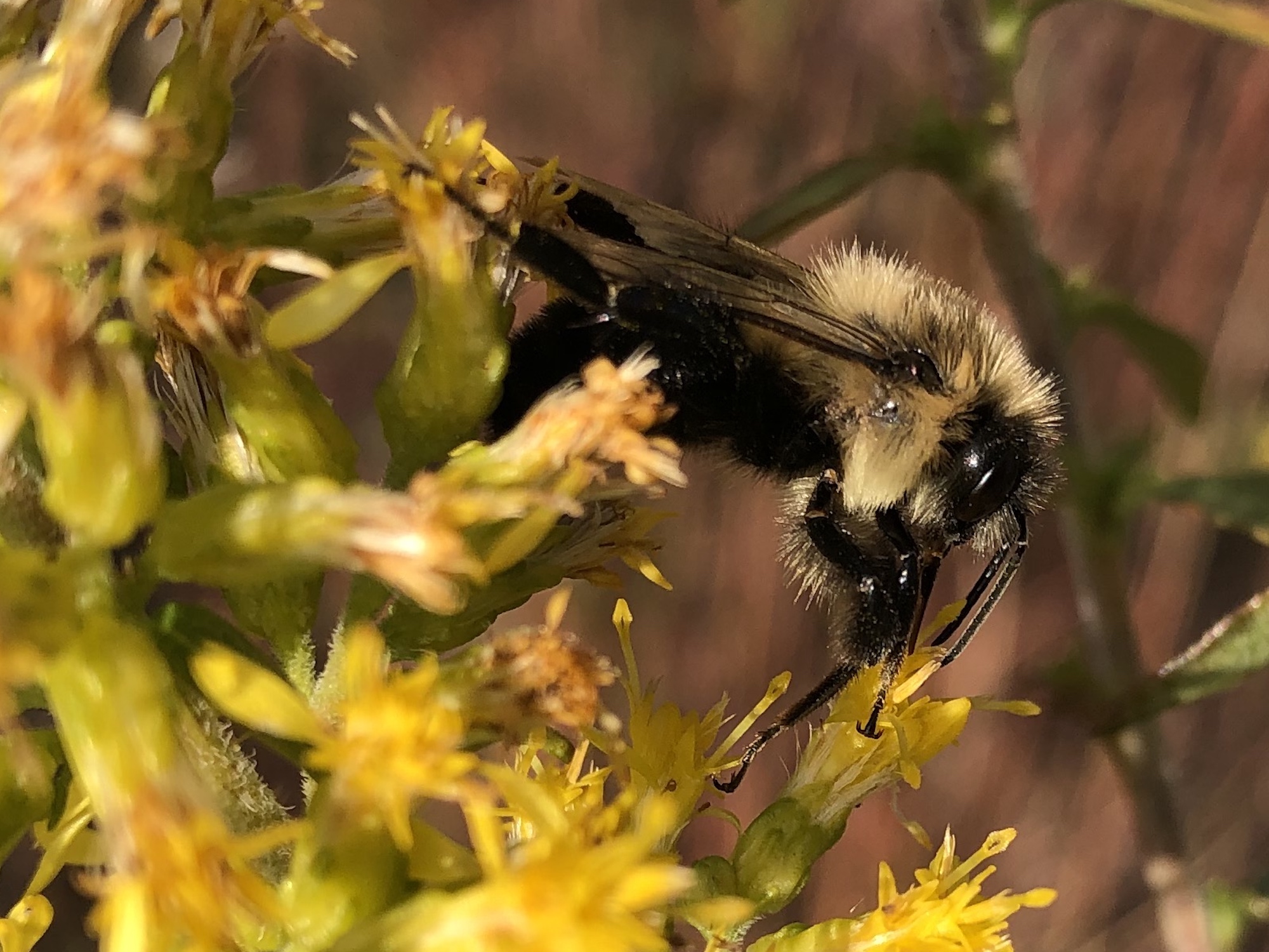 Bumblebee on Showy Goldenrod on October 21, 2020.