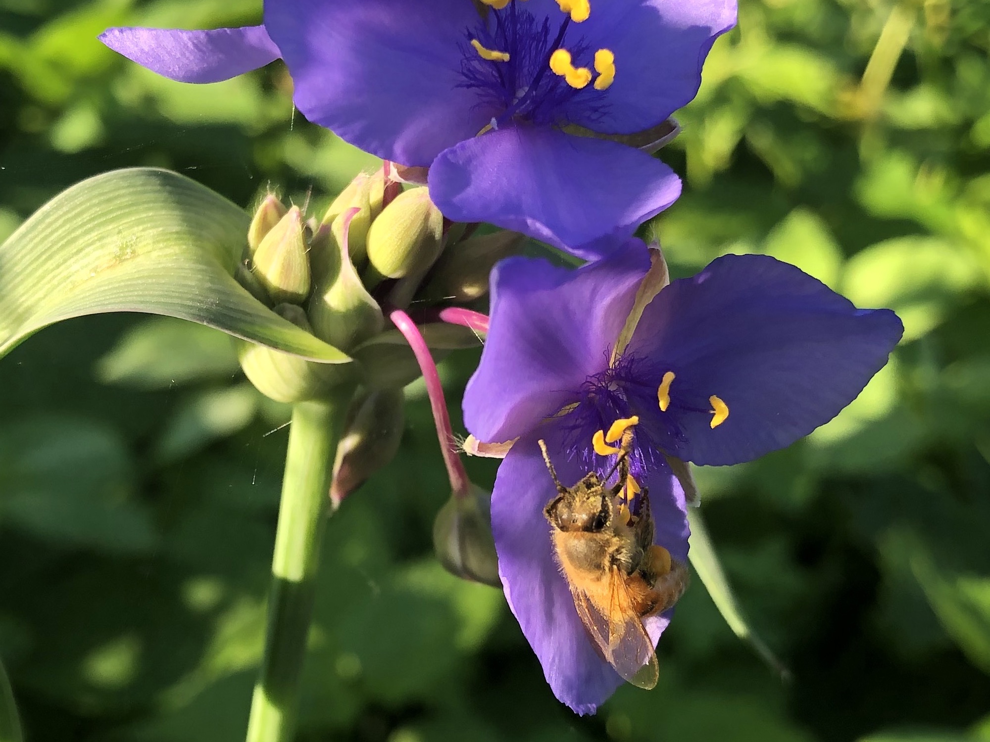 Bee on Spiderwort on June 12, 2020.