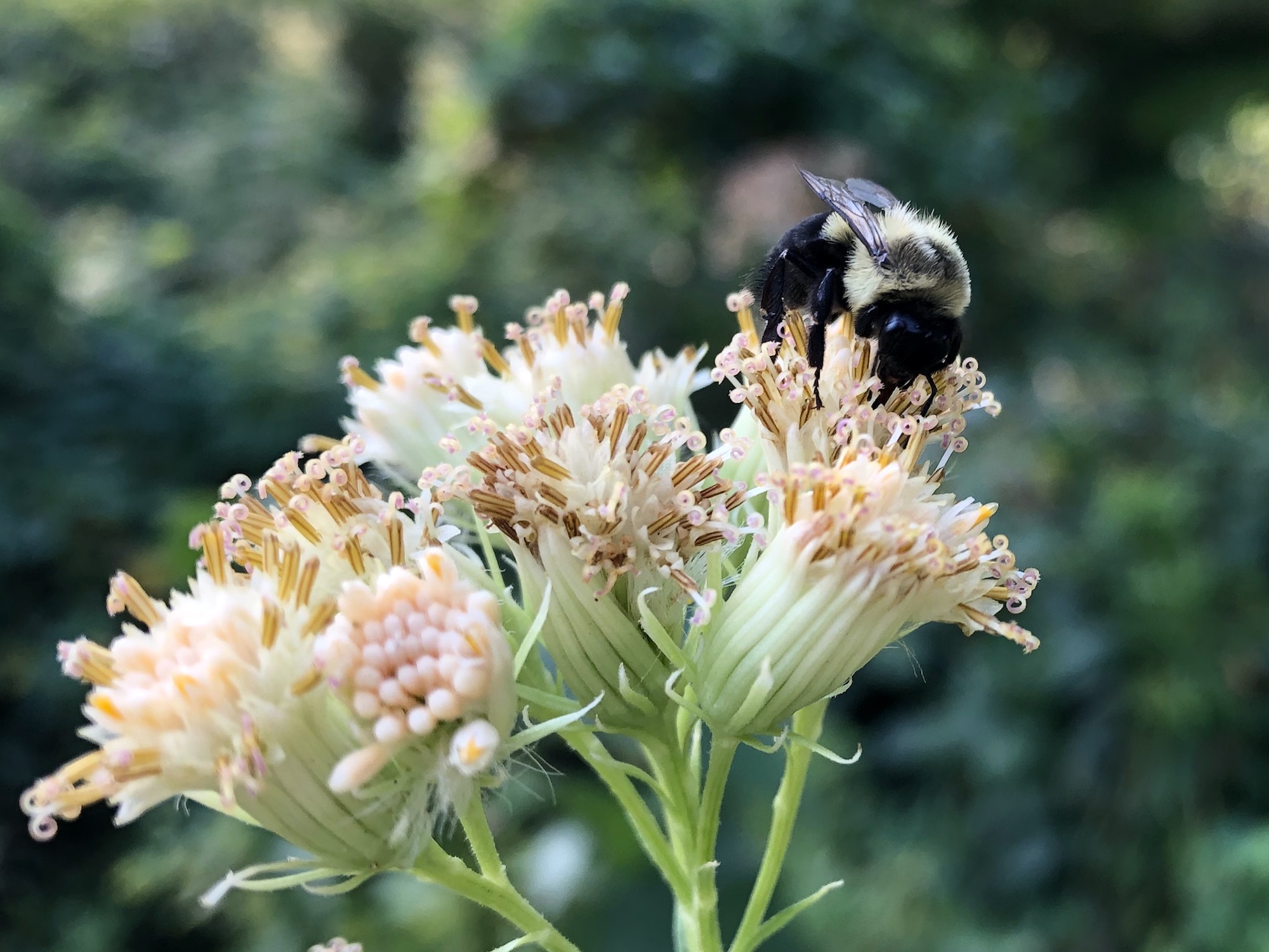 Bumblebee on Sweet Indian Plantain on August 27, 2020.
