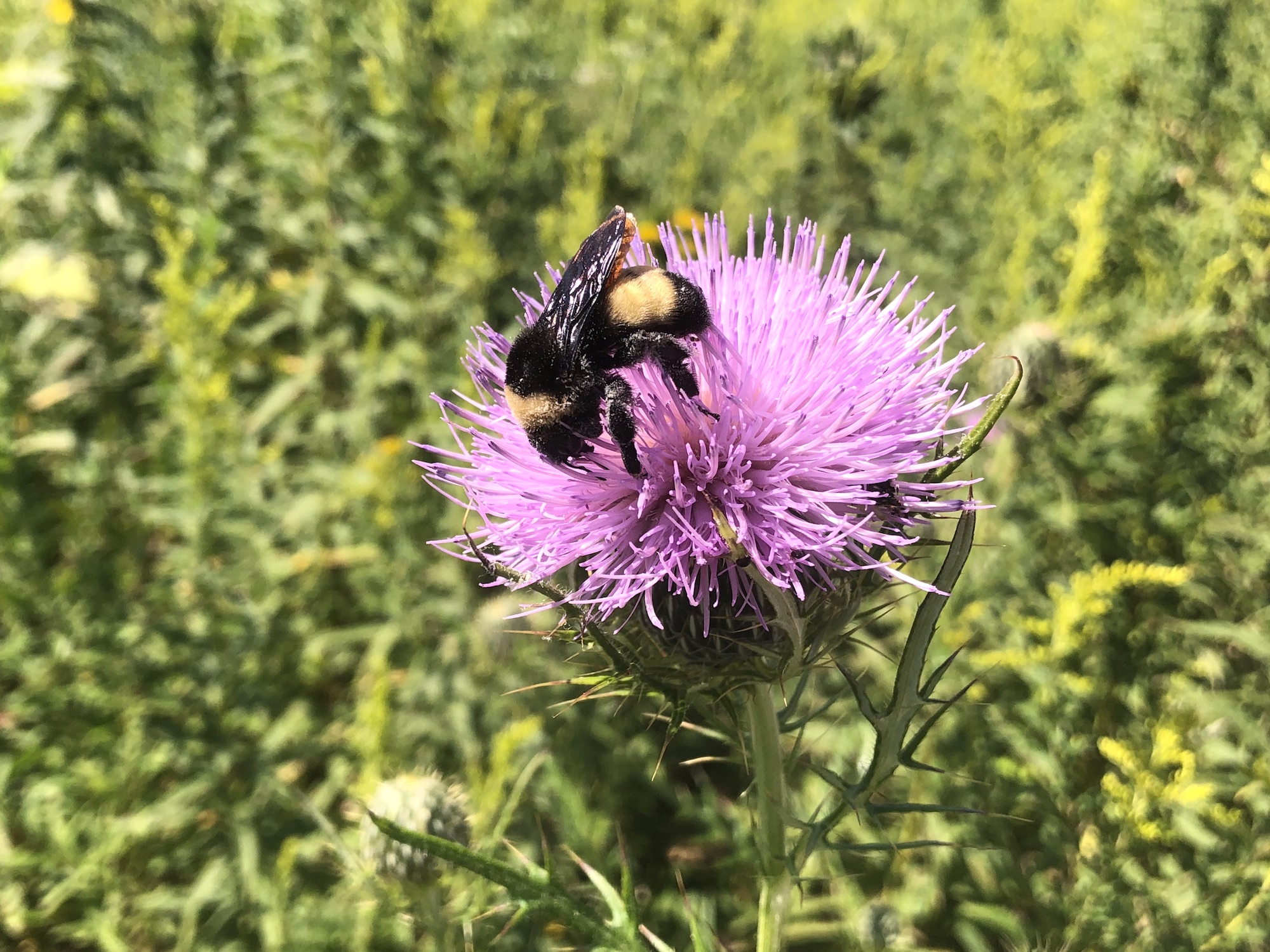 Bumblebee on Thistle on August 20, 2020.