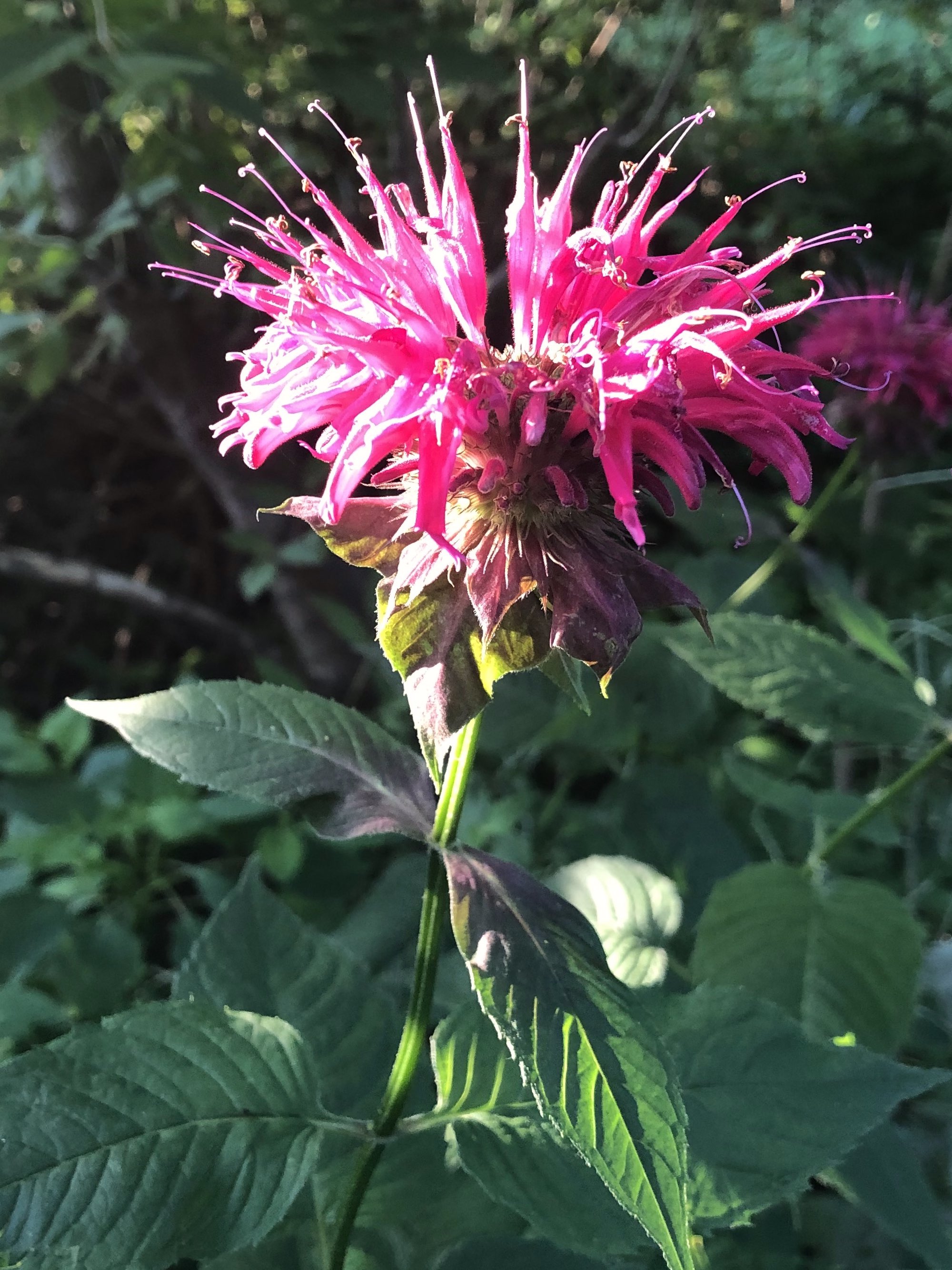 Beebalm along bike path between Duck Pond and Marion Dunn Prairiein Madison, Wisconsin on July 14, 2020.