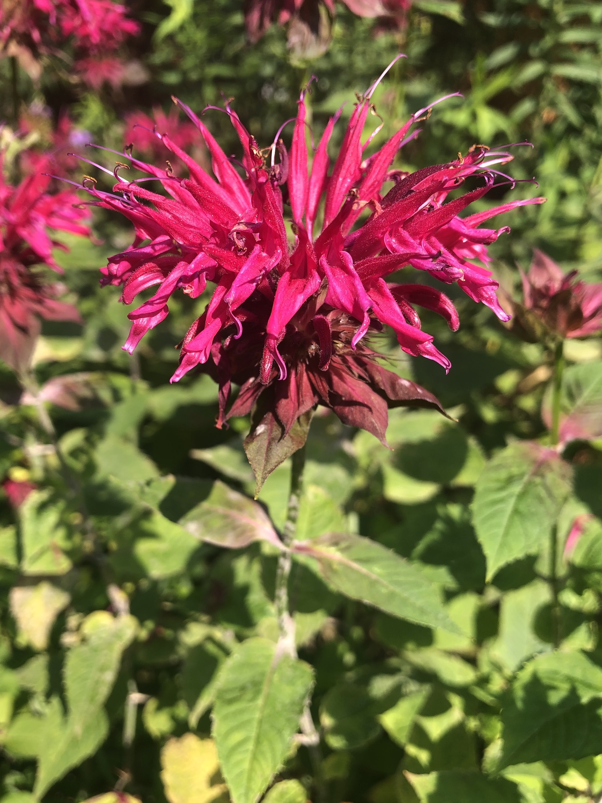 Beebalm along bike path behind Gregory Street in Madison, Wisconsin on July 16, 2021.