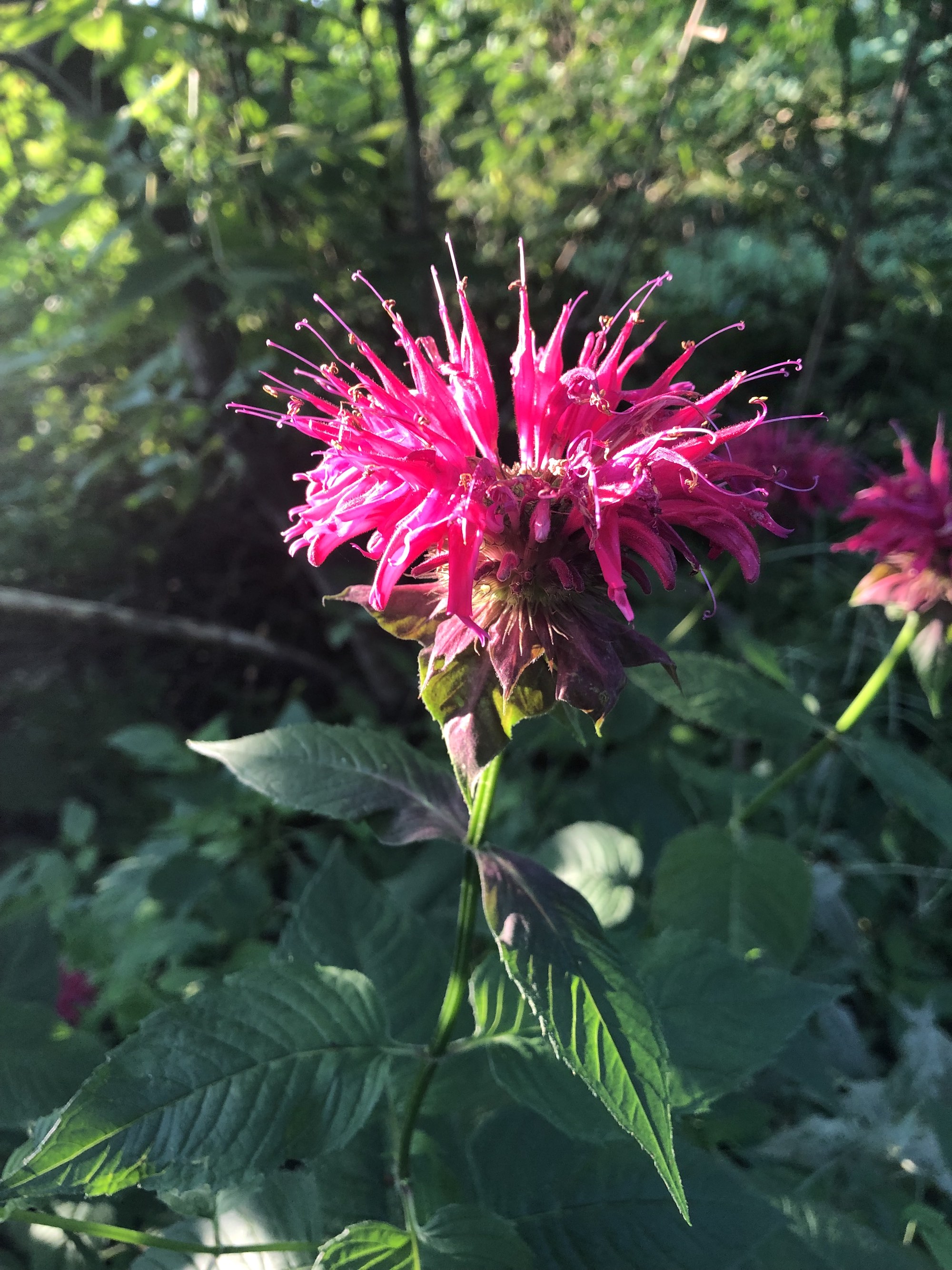 Beebalm along bike path between Duck Pond and Marion Dunn Prairie in Madison, Wisconsin on July 14, 2020.