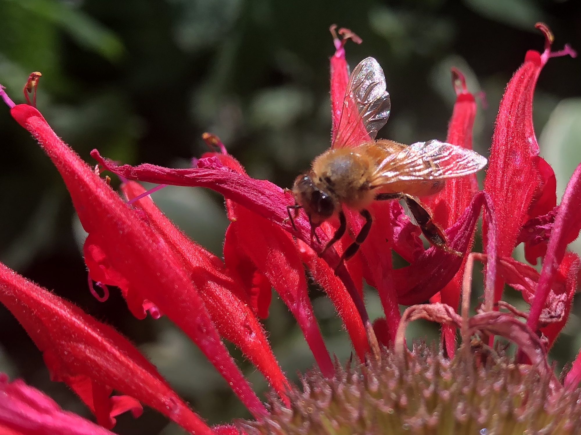 Honey bee on Beebalm near Agawa Path in Madison, Wisconsin on July 11, 2021.