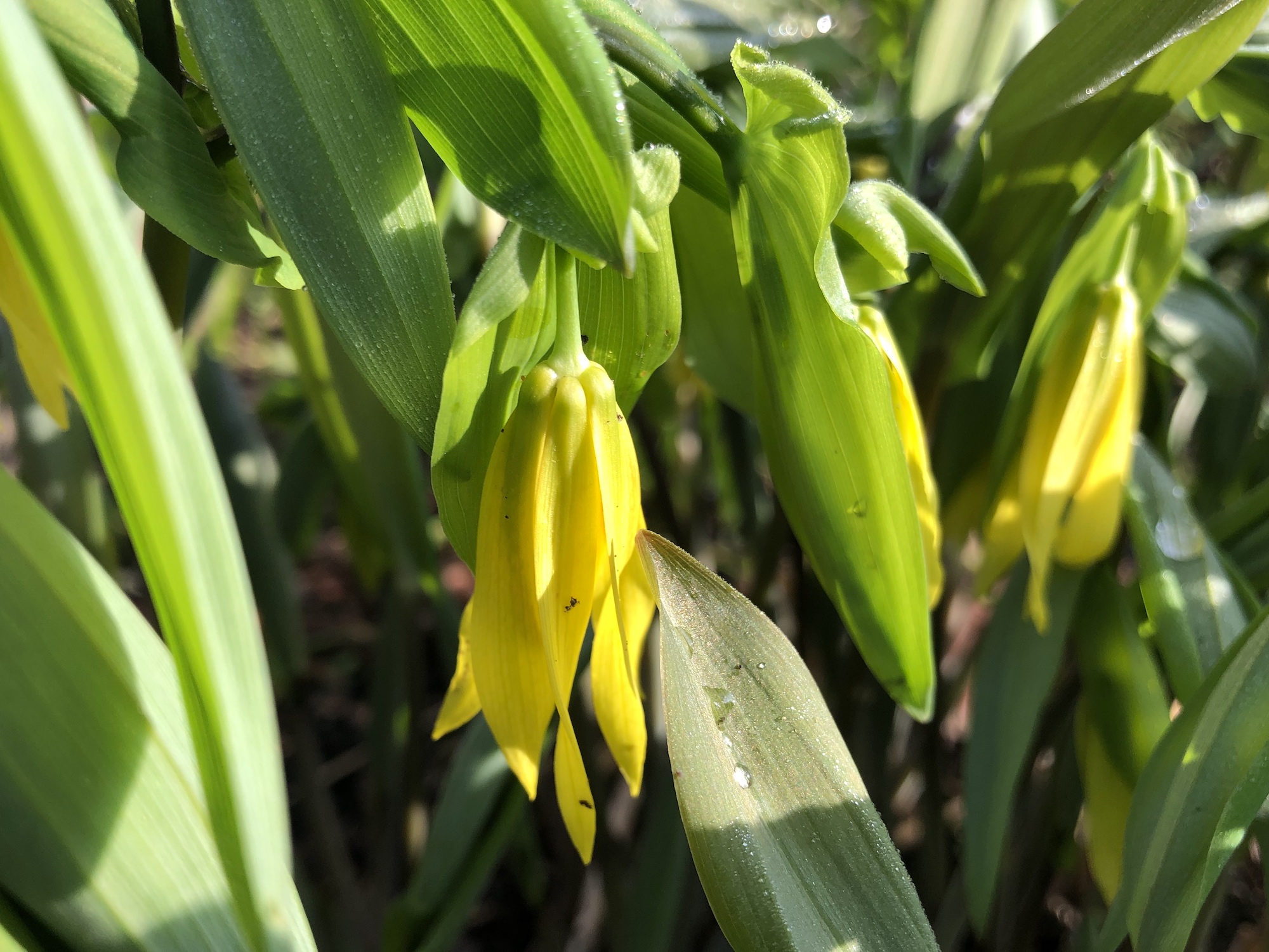 Bellwort in Madison, Wisconsin on April 28, 2020.
