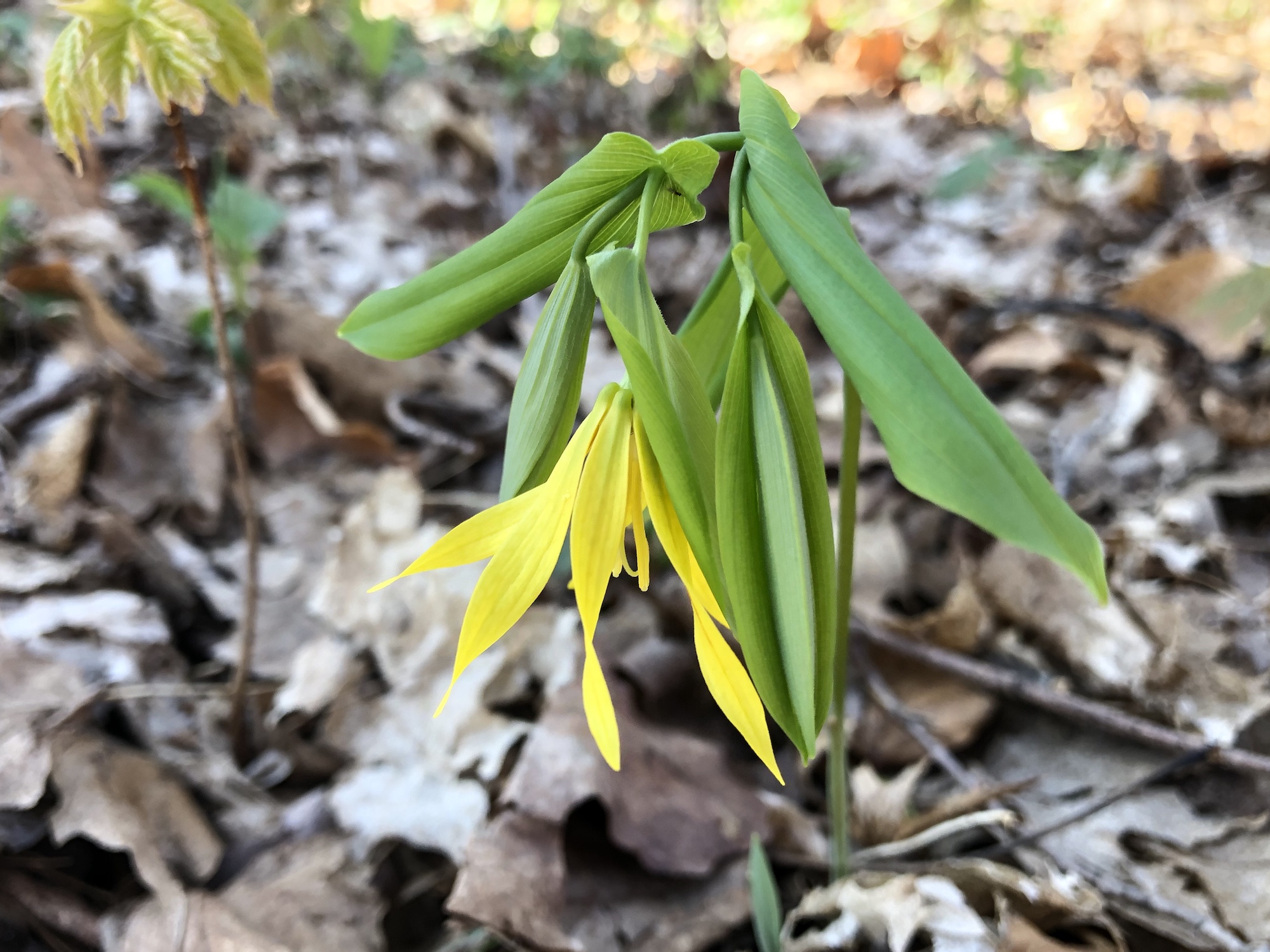 Bellwort in the Maple-Basswood Forest of the University of Wisconsin Arboretum in Madison, Wisconsin on April 30, 2020.