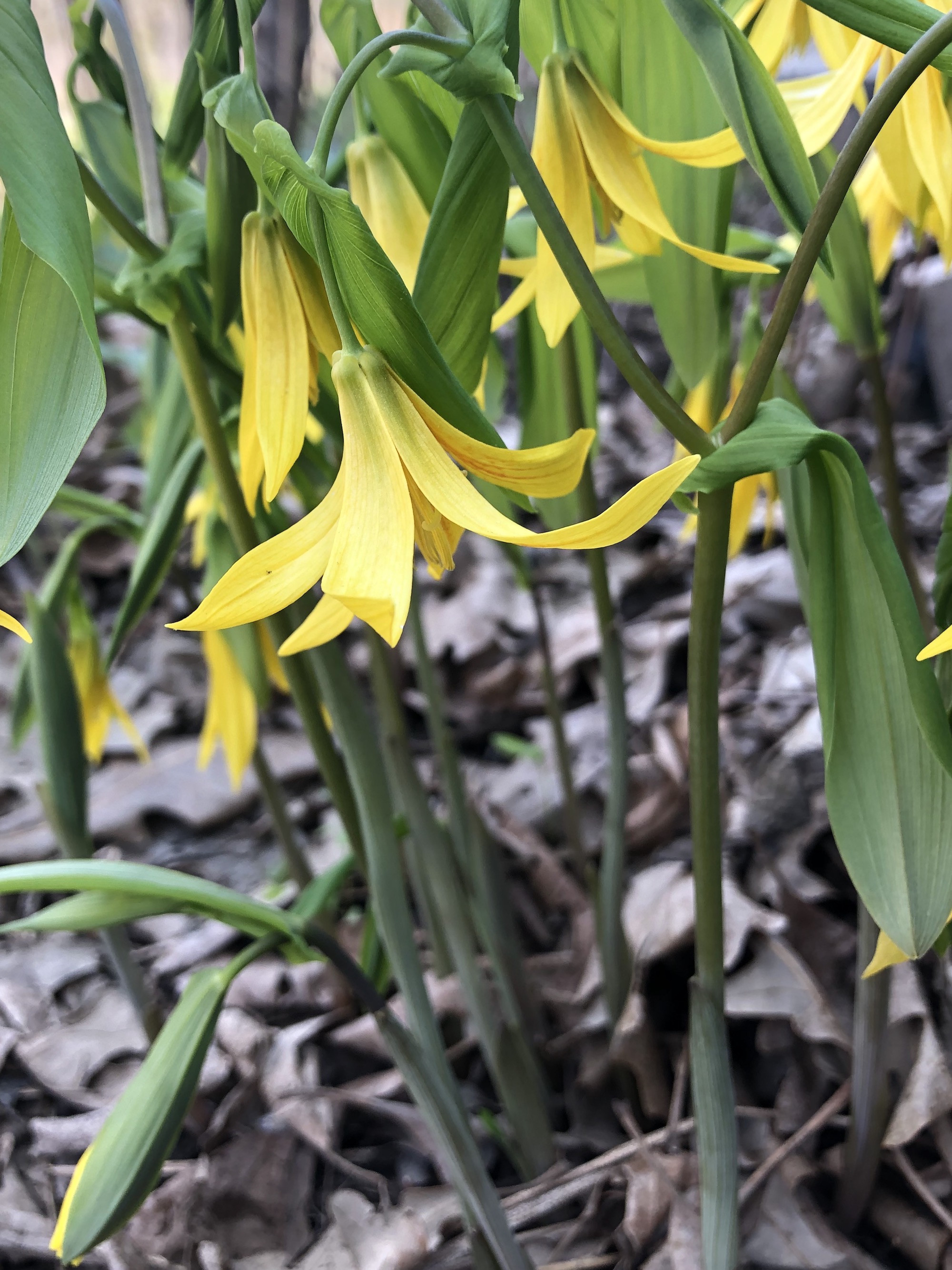 Bellwort in UW Arboretum Native Gardens in Madison, Wisconsin on April 22, 2021.