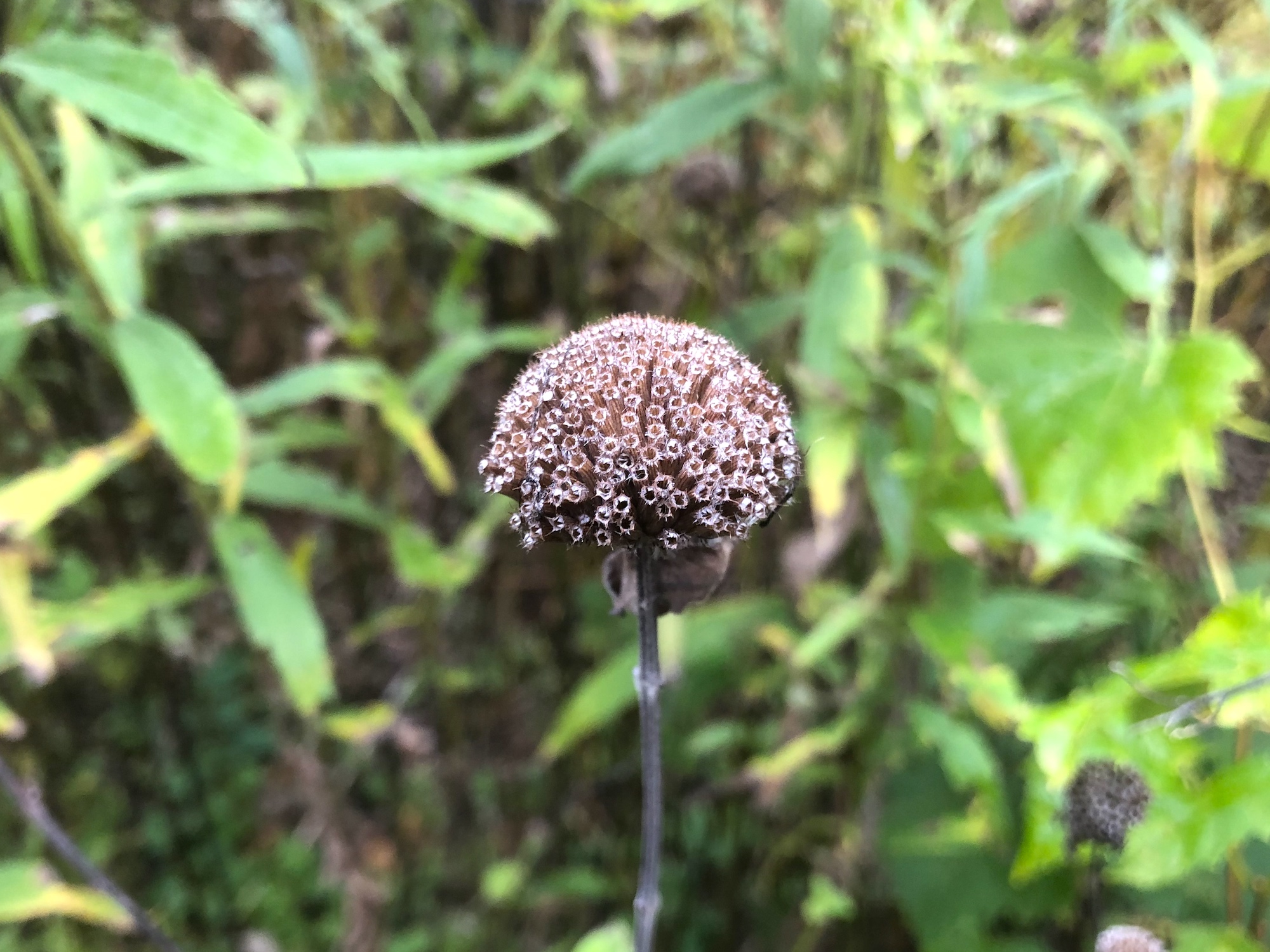 Bergamot seed pods along the banks of the retaining pond on September 27, 2019.