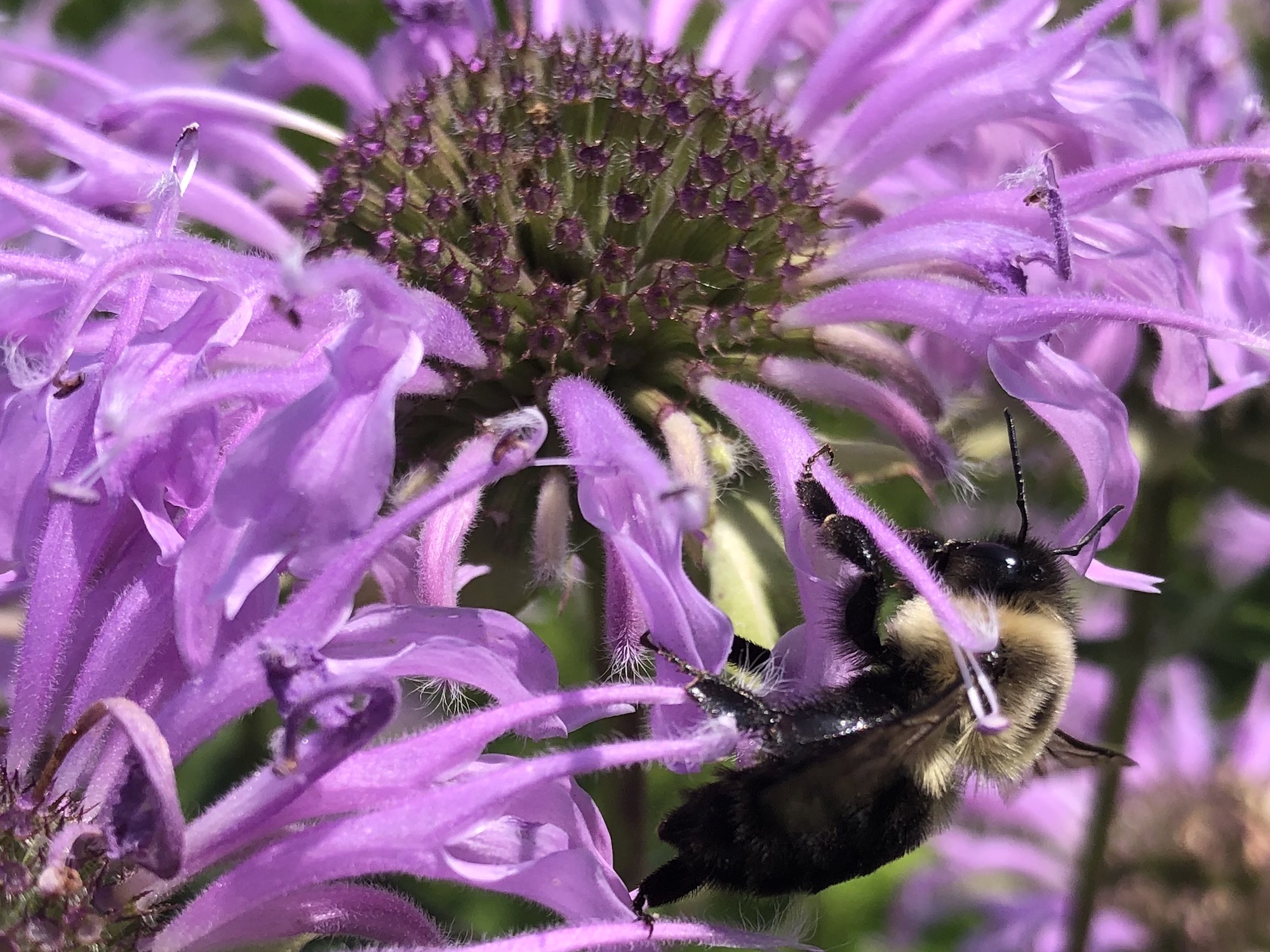 Bumblebee on Bergamot on July 23, 2019.