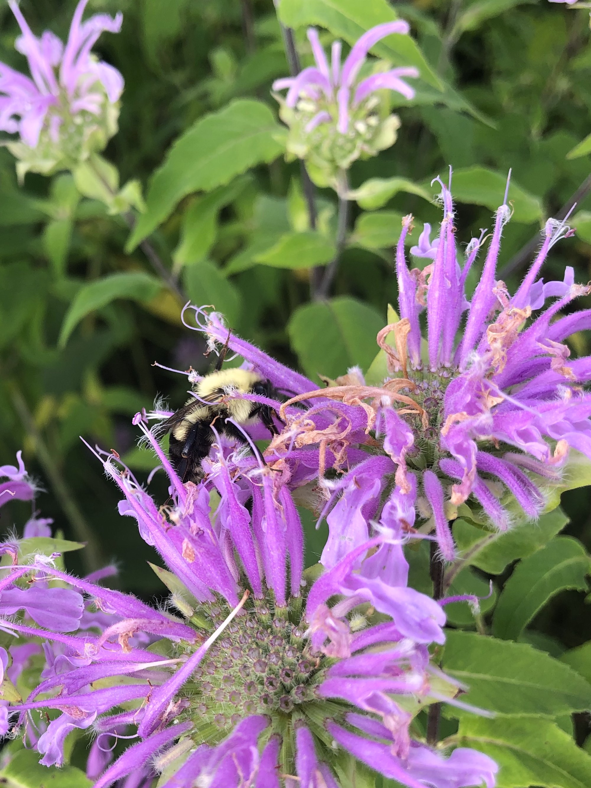 Bumblebee on Wild Bergamot on banks of Marion Dunn Pond on July 11, 2020.