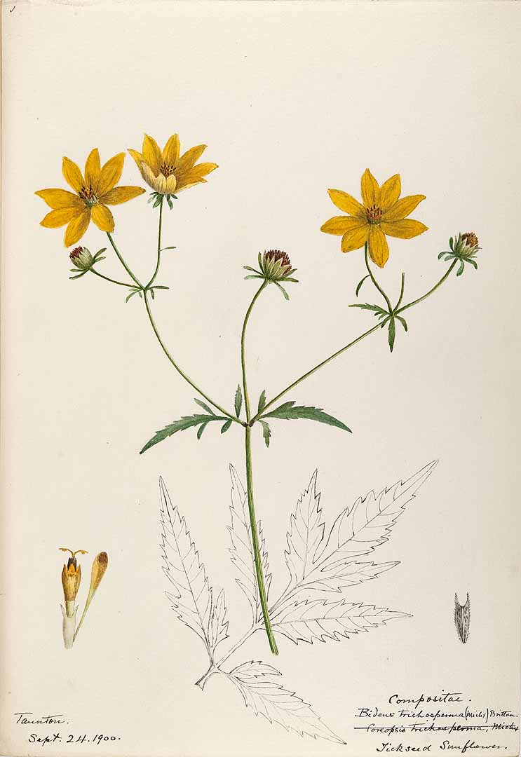 Crowned Beggarticks botanical illustration by Helen Sharp circa 1900.