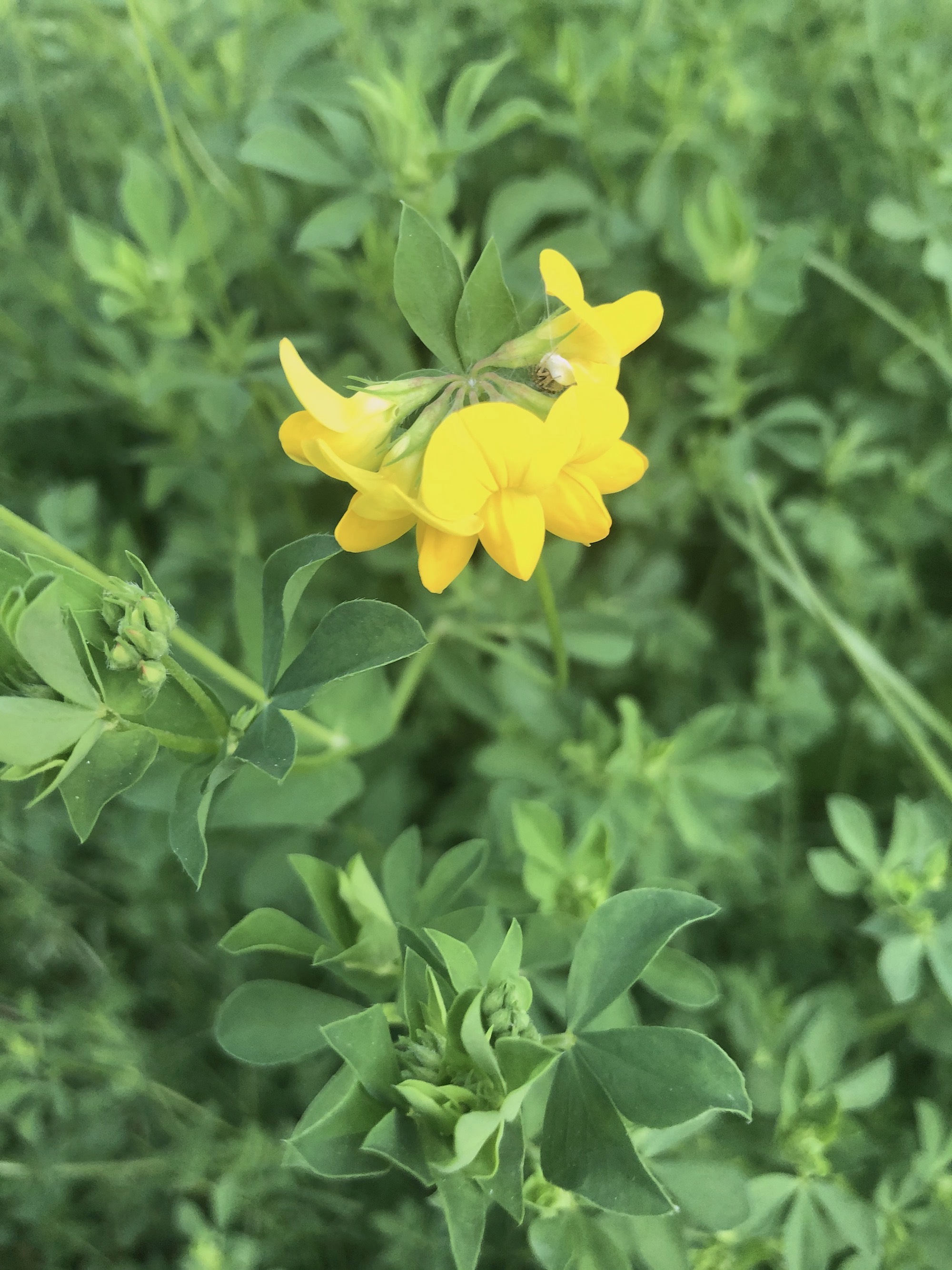 Bird's-foot Trefoil by Duck Pond Parking Lot in Madison, Wisconsin on June 04, 2020.