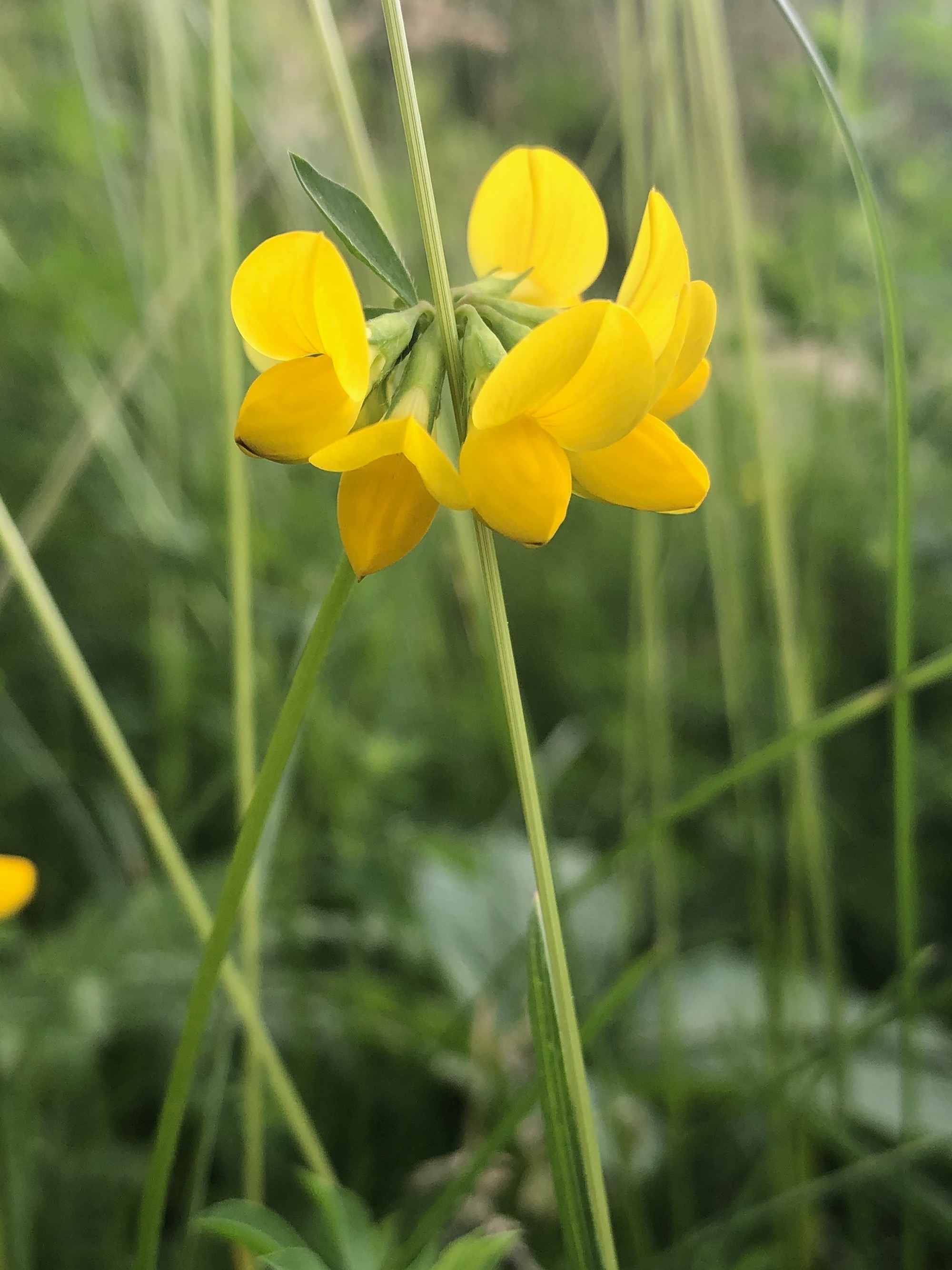 Bird's-foot Trefoil by Duck Pond Parking Lot in Madison, Wisconsin on June 7, 2020.