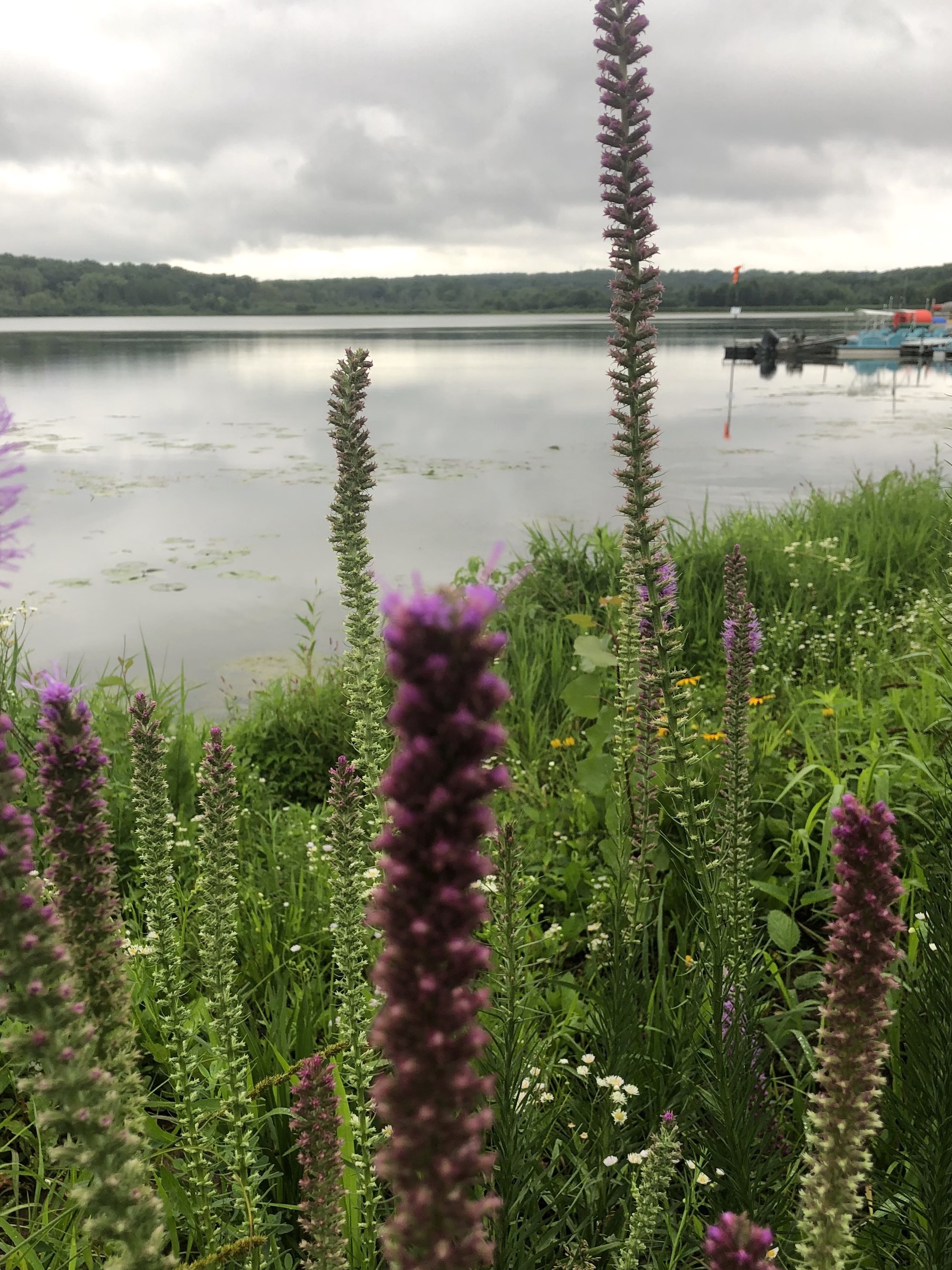 Dense Blazing Star on the shore of Lake Wingra in Wingra Park in Madison, Wisconsin on July 15, 2021.