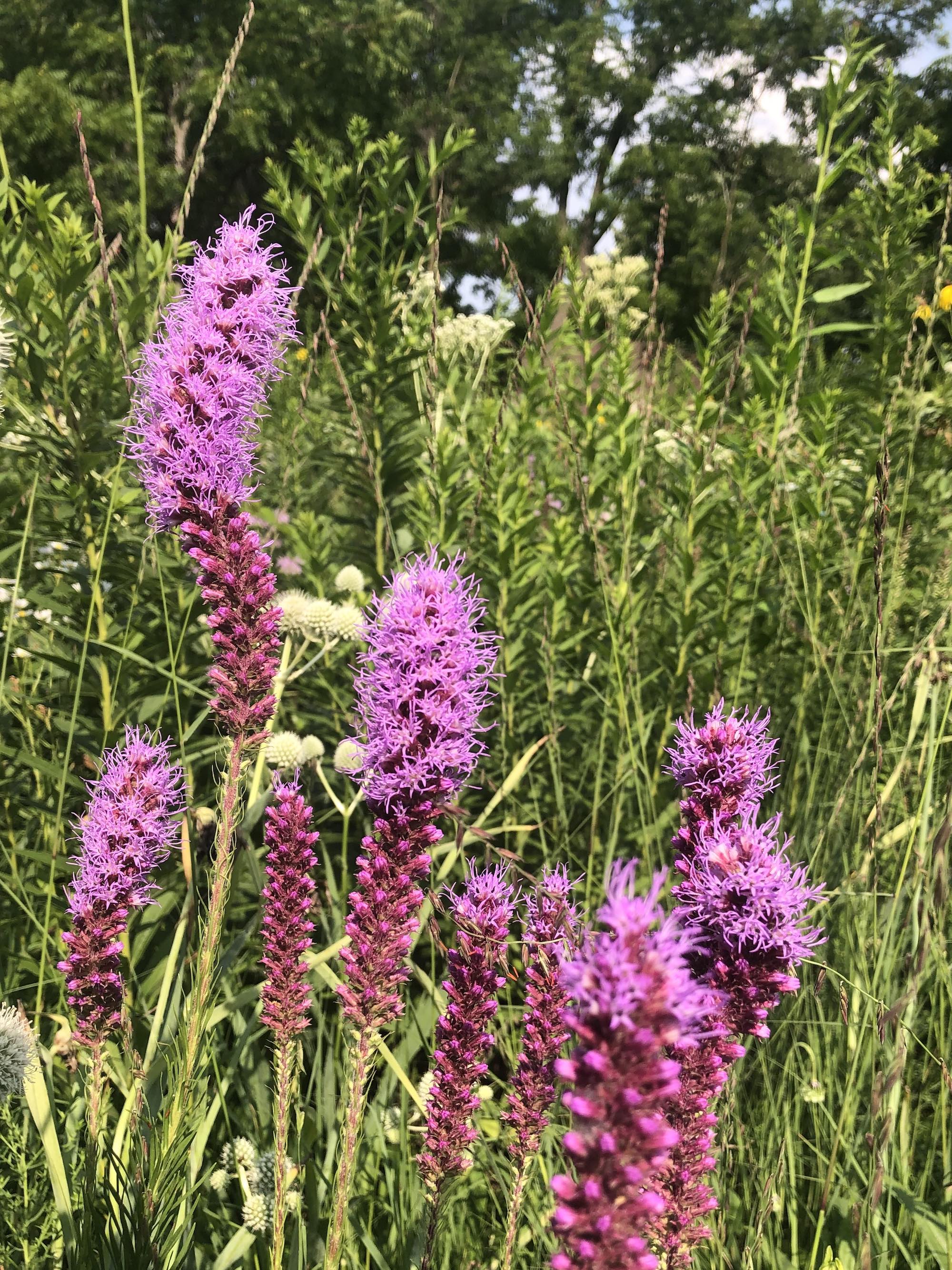 Dense Blazing Star off of Bike Path behind Gregory Street in Madison, Wisconsin on July 16, 2021.