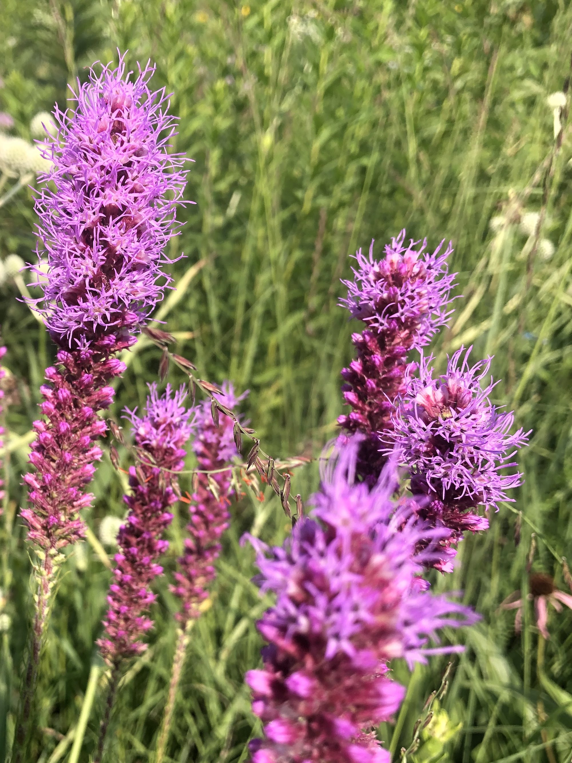 Dense Blazing Star off of Bike Path behind Gregory Street in Madison, Wisconsin on July 16, 2021.