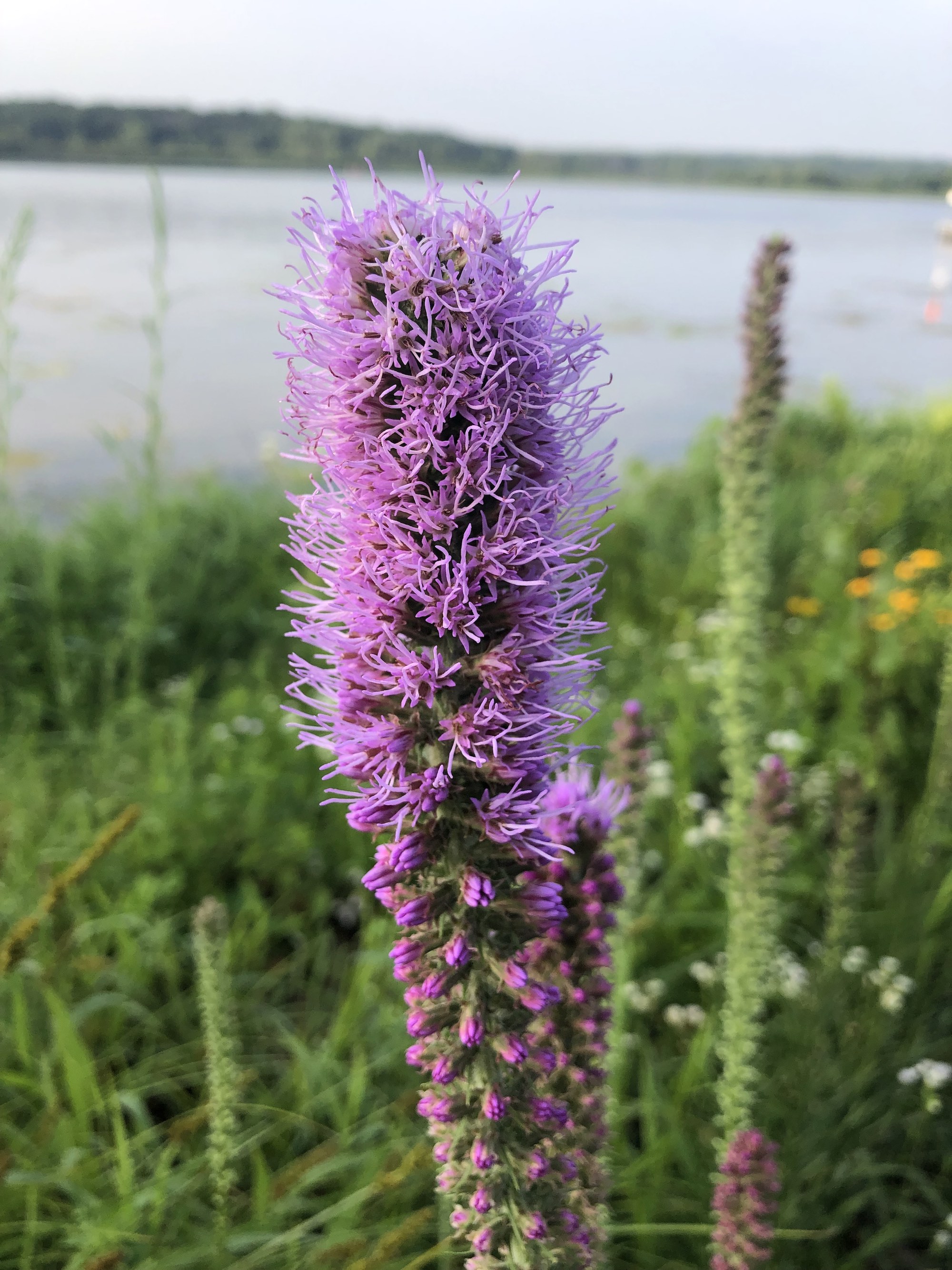 Dense Blazing Star on the shore of Lake Wingra in Wingra Park in Madison, Wisconsin on July 16, 2021.
