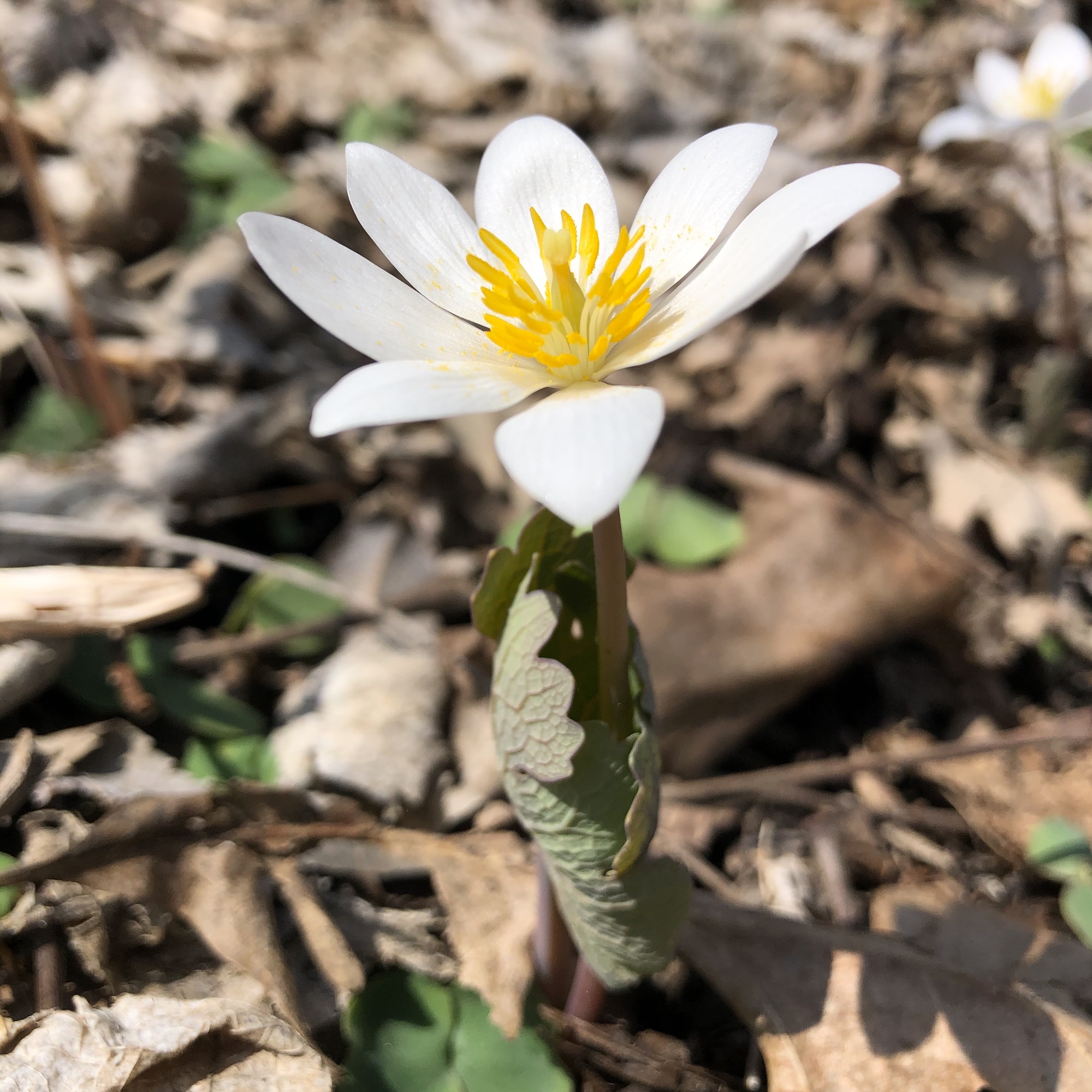 Bloodroot in Oak Savanna by Council Ring in Madison, Wisconsin on April 7, 2020.