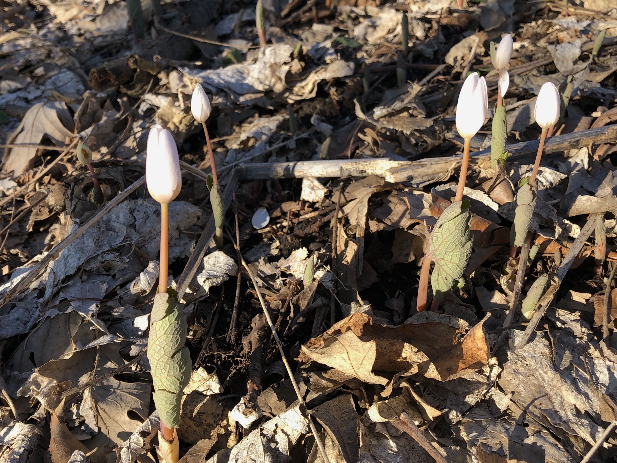 Bloodroot in Oak Savanna by Council Ring in Madison, Wisconsin on April 10, 2020.