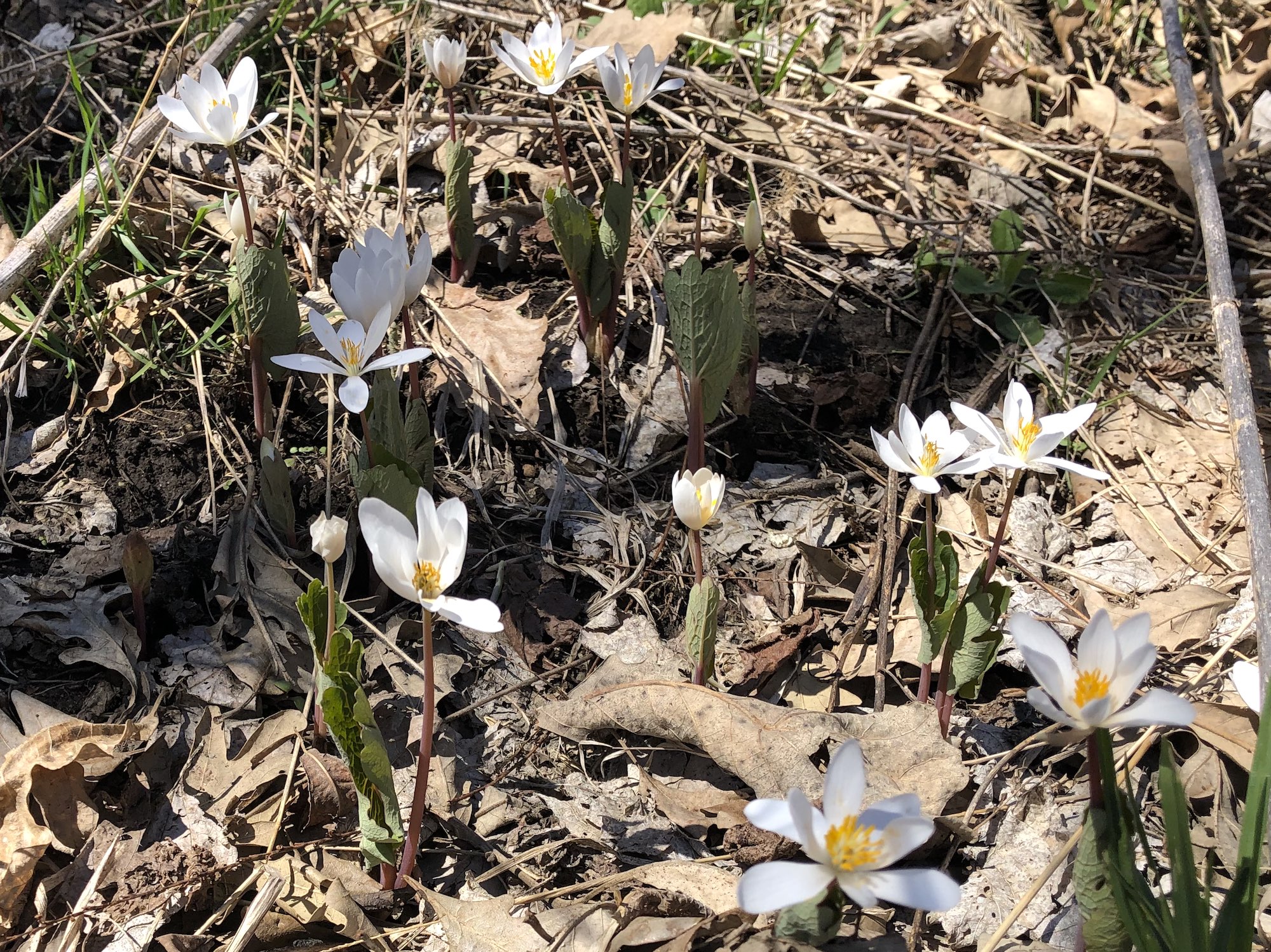 Bloodroot near Council Ring on April 15, 2019.