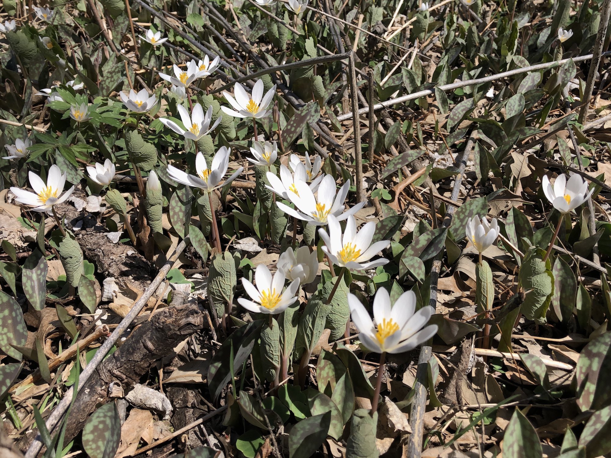 Bloodroot photo taken on April 19, 2019 in Madison, Wisconsin near Council Ring.