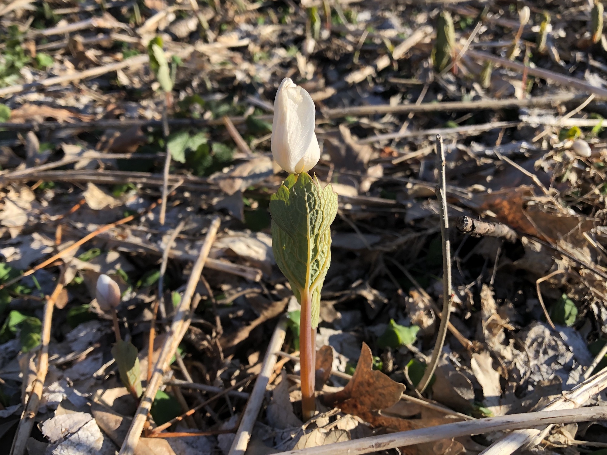 Bloodroot in Oak Savanna by Council Ring in Madison, Wisconsin on April 16, 2020.