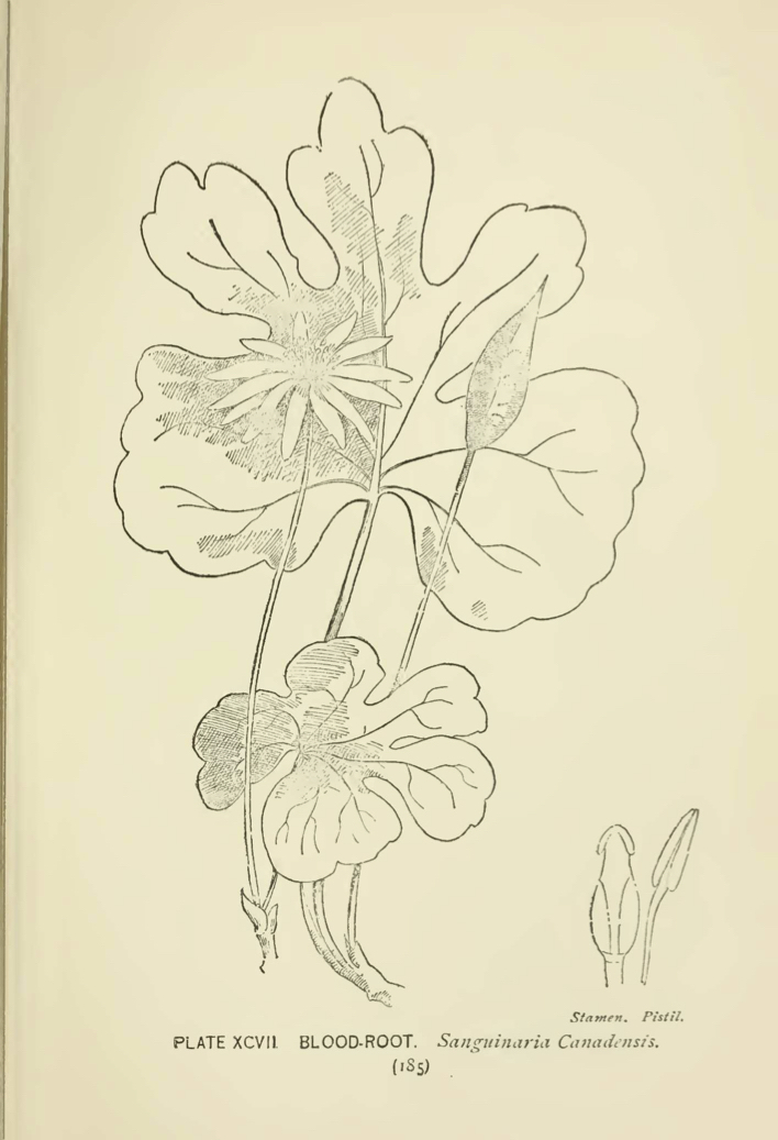 Bloodroot (Sanguinaria Candadensis) illustration by Alice Lounsberry circa 1899.