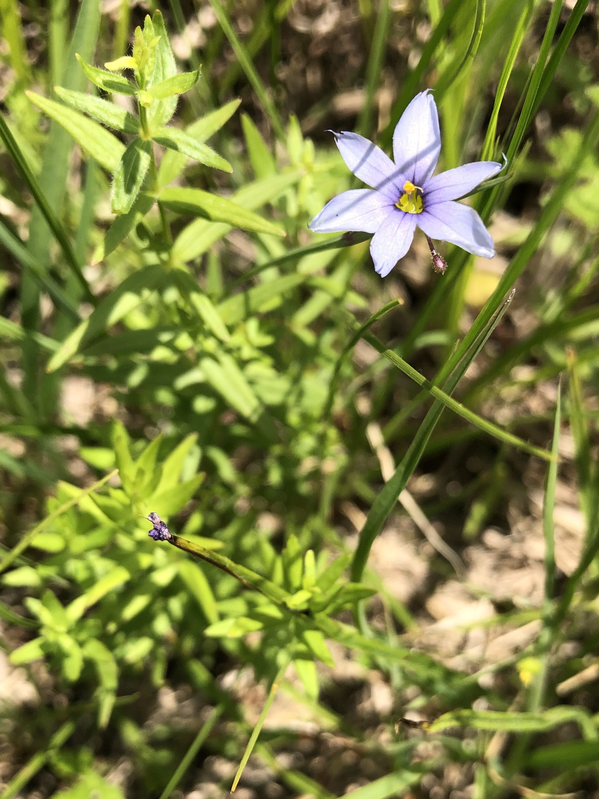 Blue-eyed Grass in UW Arboretum's Greene Prairie in Madison, Wisconsin on June 1, 2021.