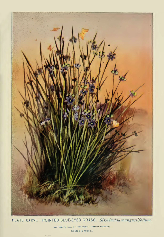 Blue-eyed_grass illustration by Alice Lounsberry circa 1899.