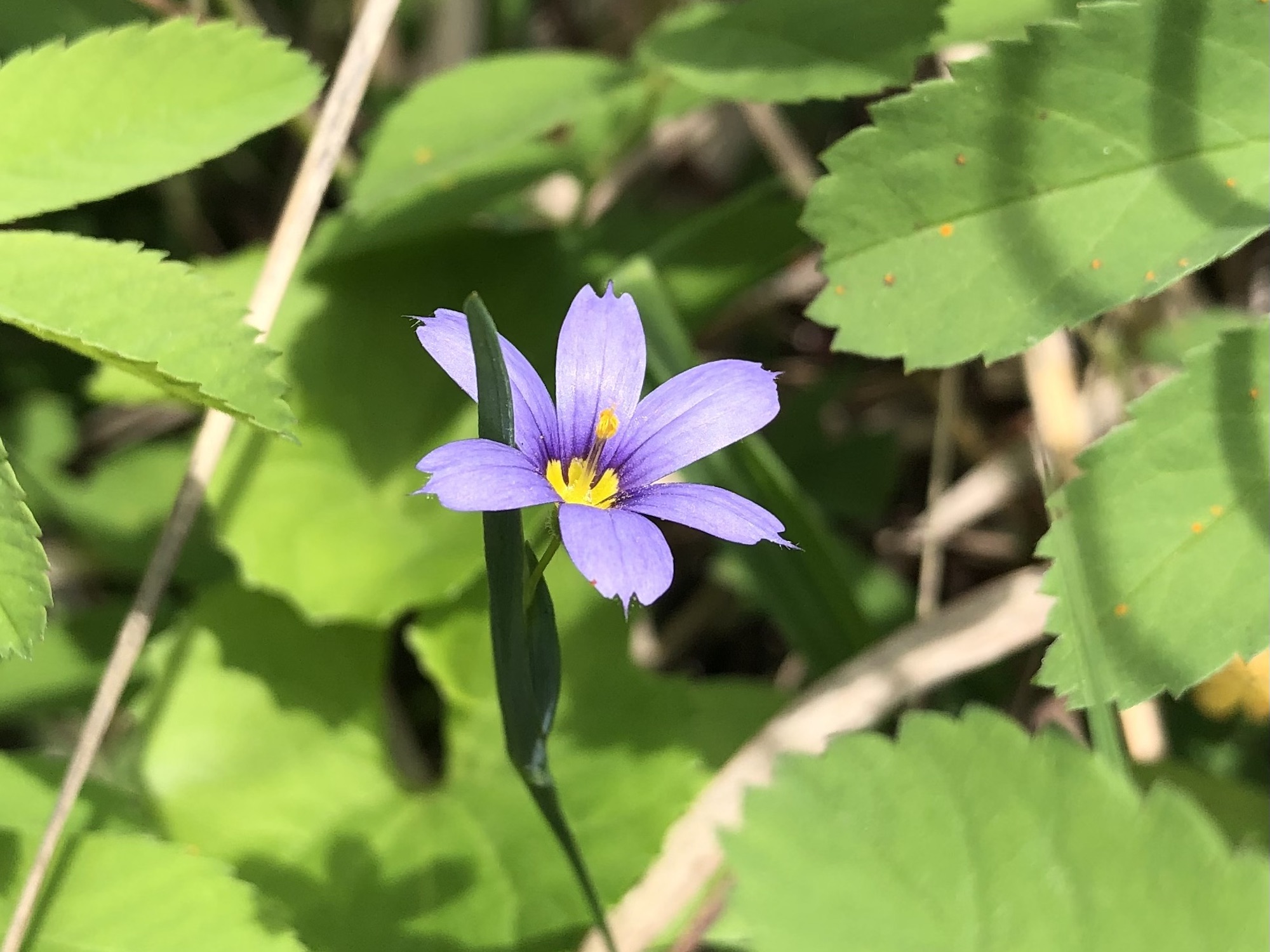 Blue-eyed Grass growing by stone wall by UW Arbortetum Visitors Center in Madison, Wisconsin on May 30, 2022.