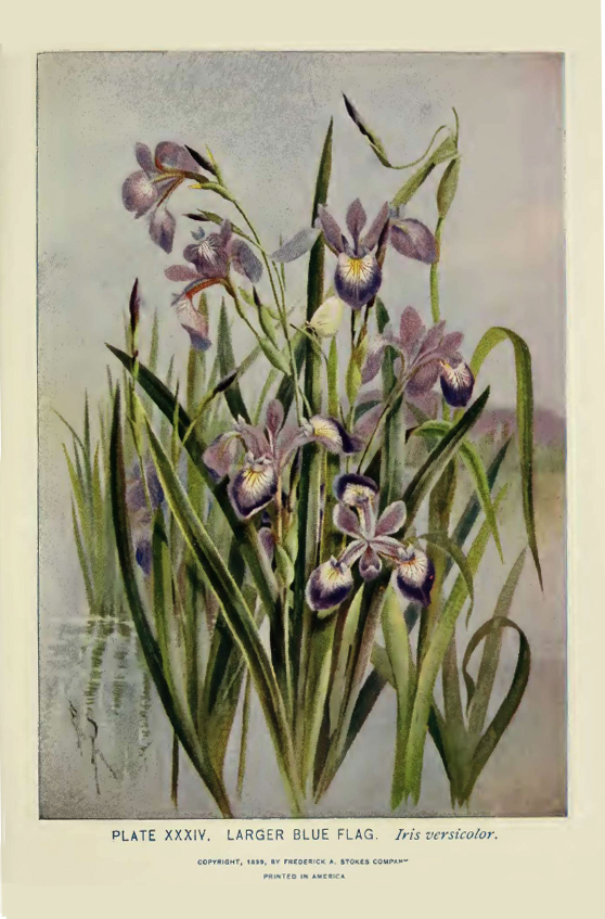 Blue Flag Iris illustration by Alice Lounsberry circa 1899.