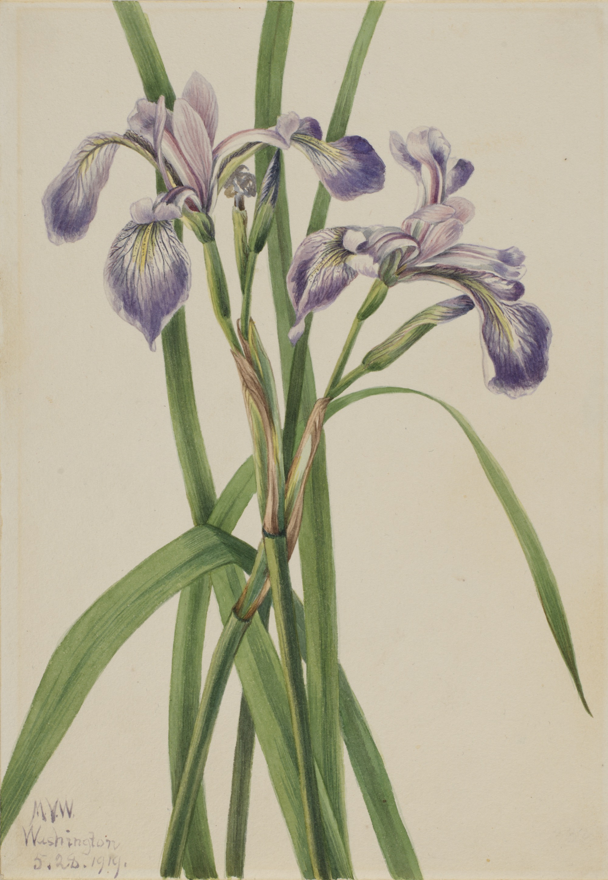 1919 Blue flag iris illustration by Mary Vaux Walcott.