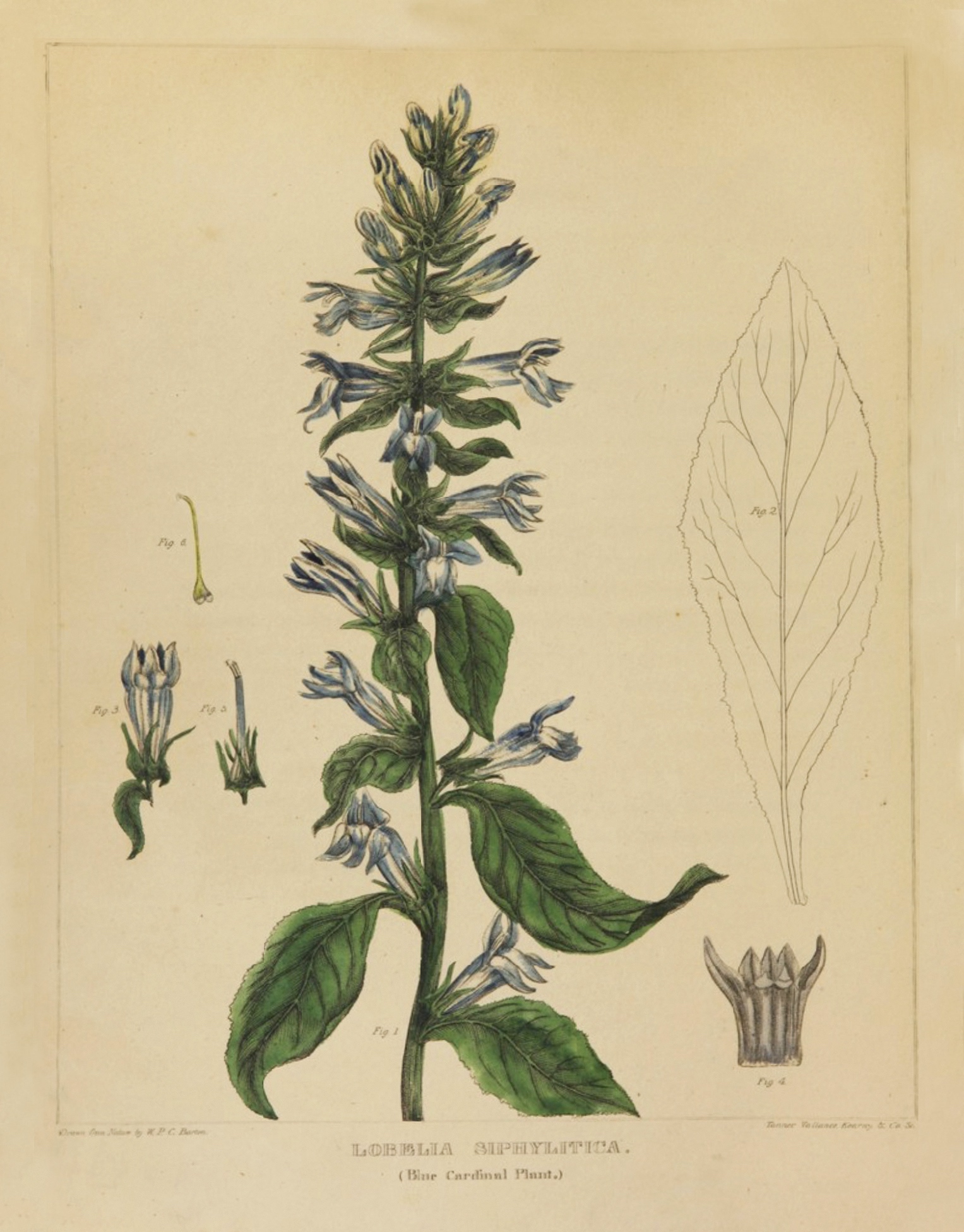 Blue Lobelia botanical illustration circa 1817-1818.